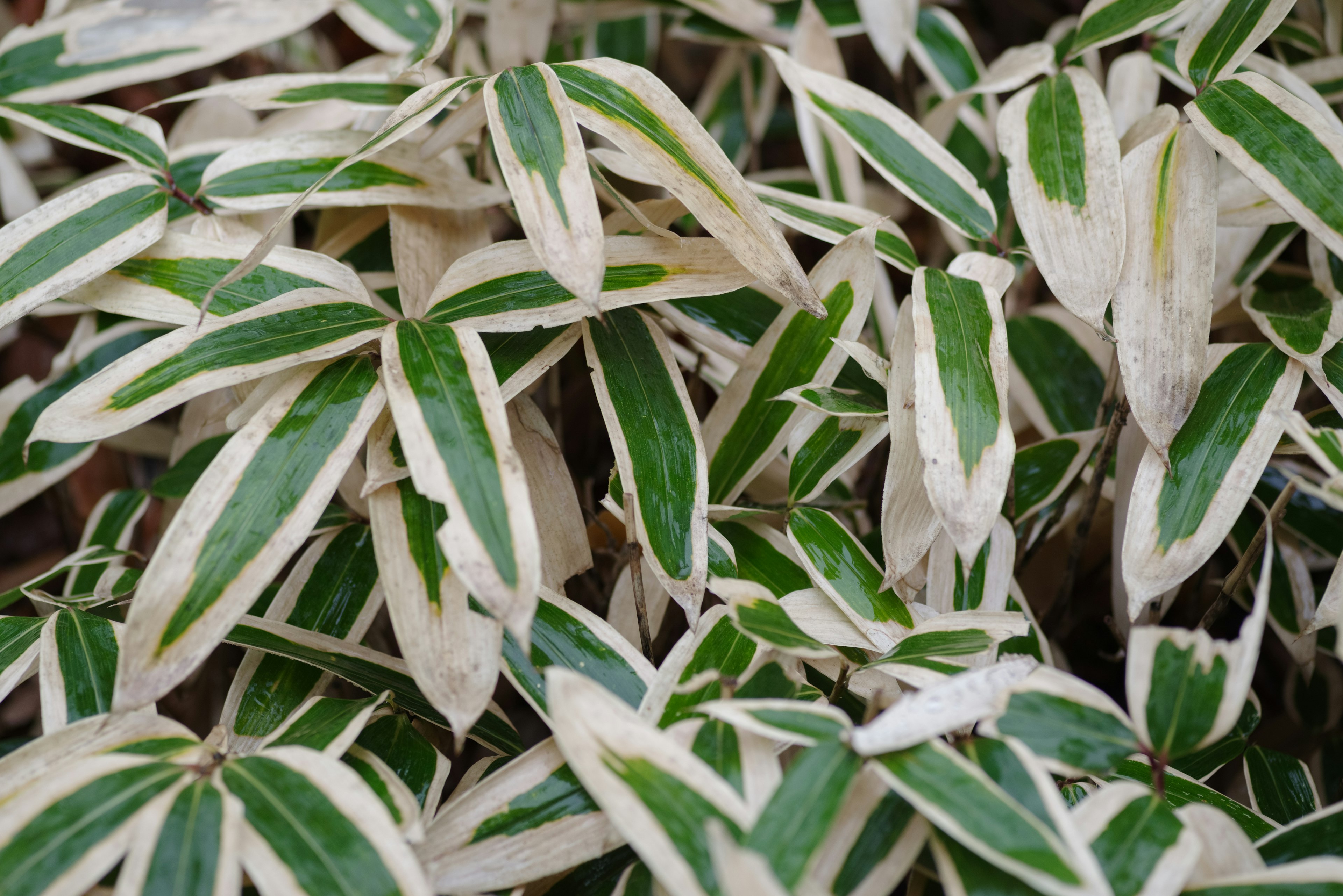 Acercamiento de una planta con hojas rayadas verdes y blancas