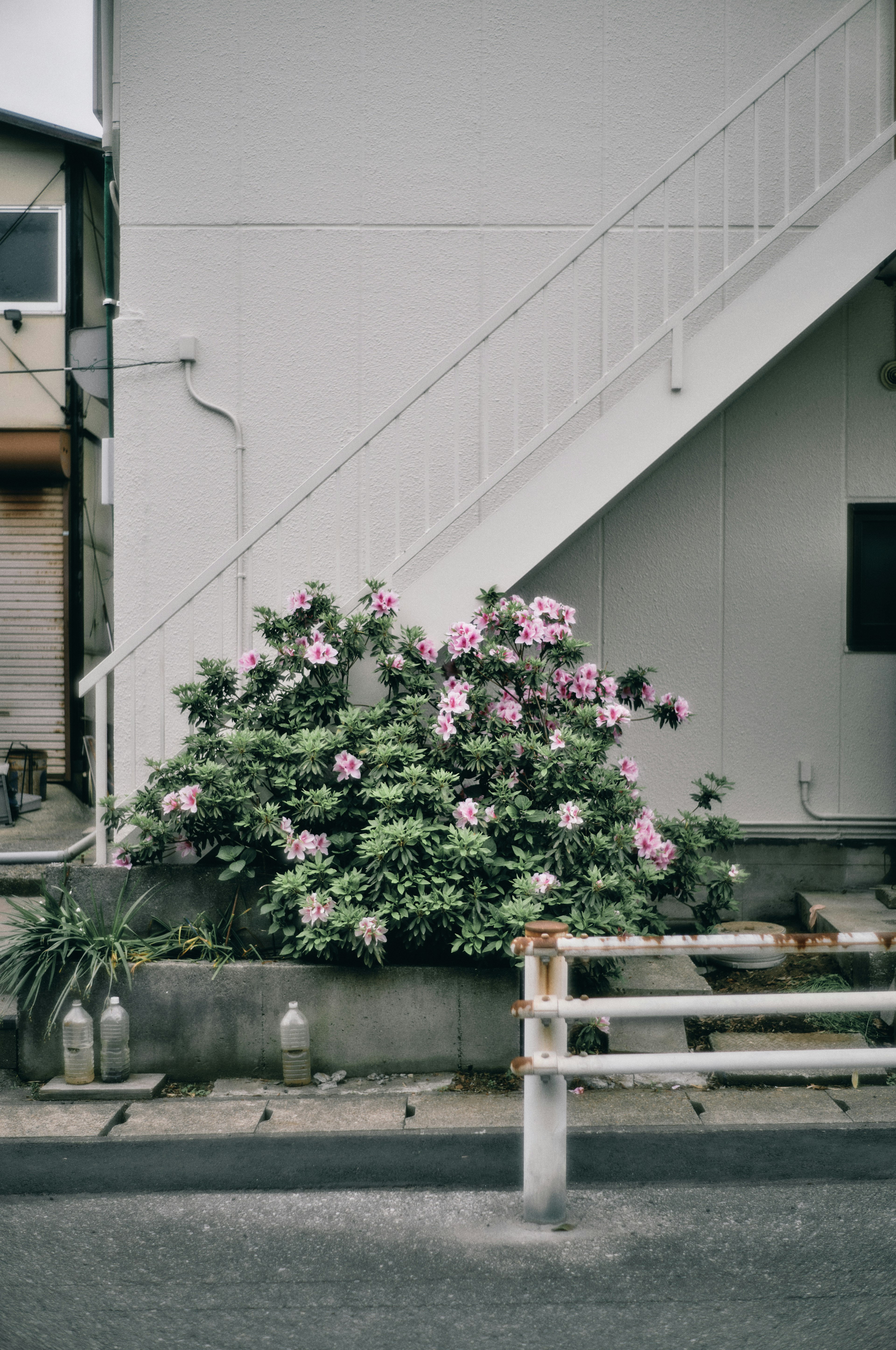 Ein Strauch mit rosa Blumen neben einem Gebäude und einer Treppe