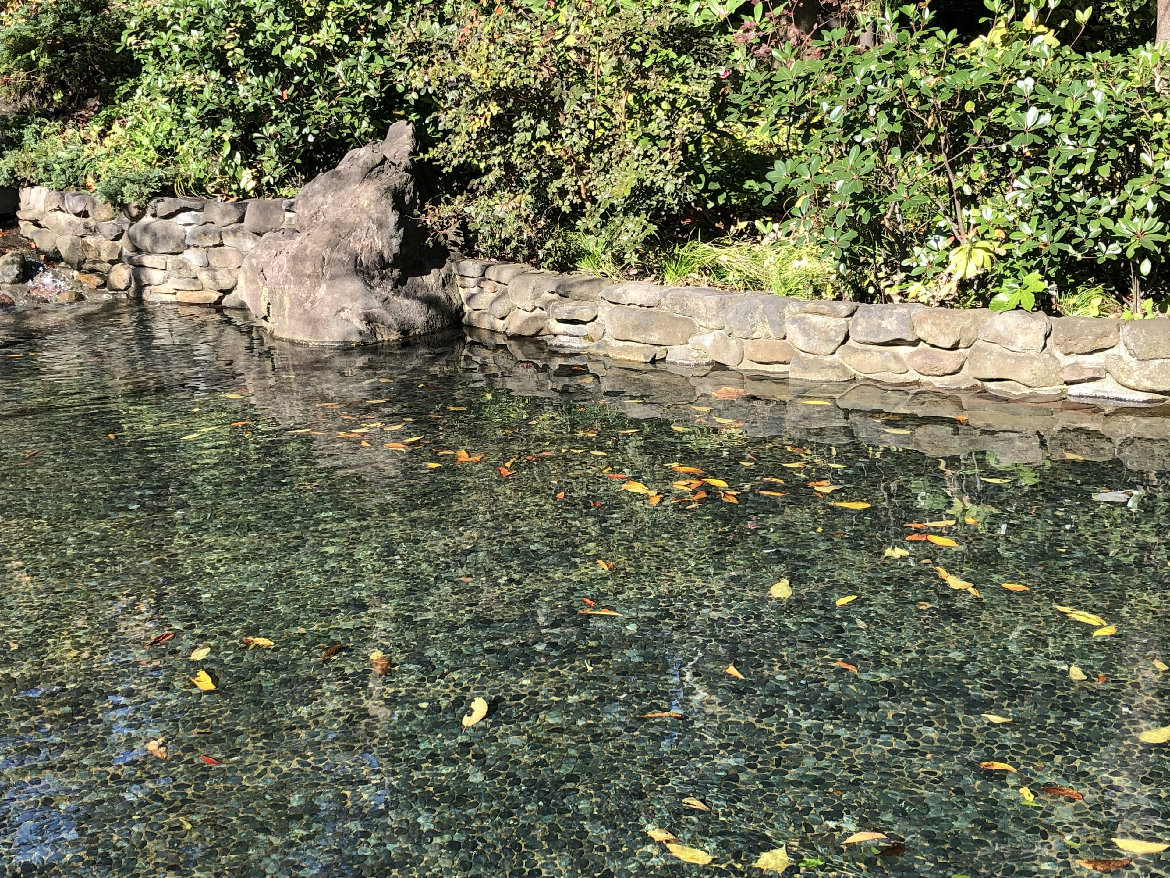 Superficie de agua tranquila con hojas flotantes y paisaje natural