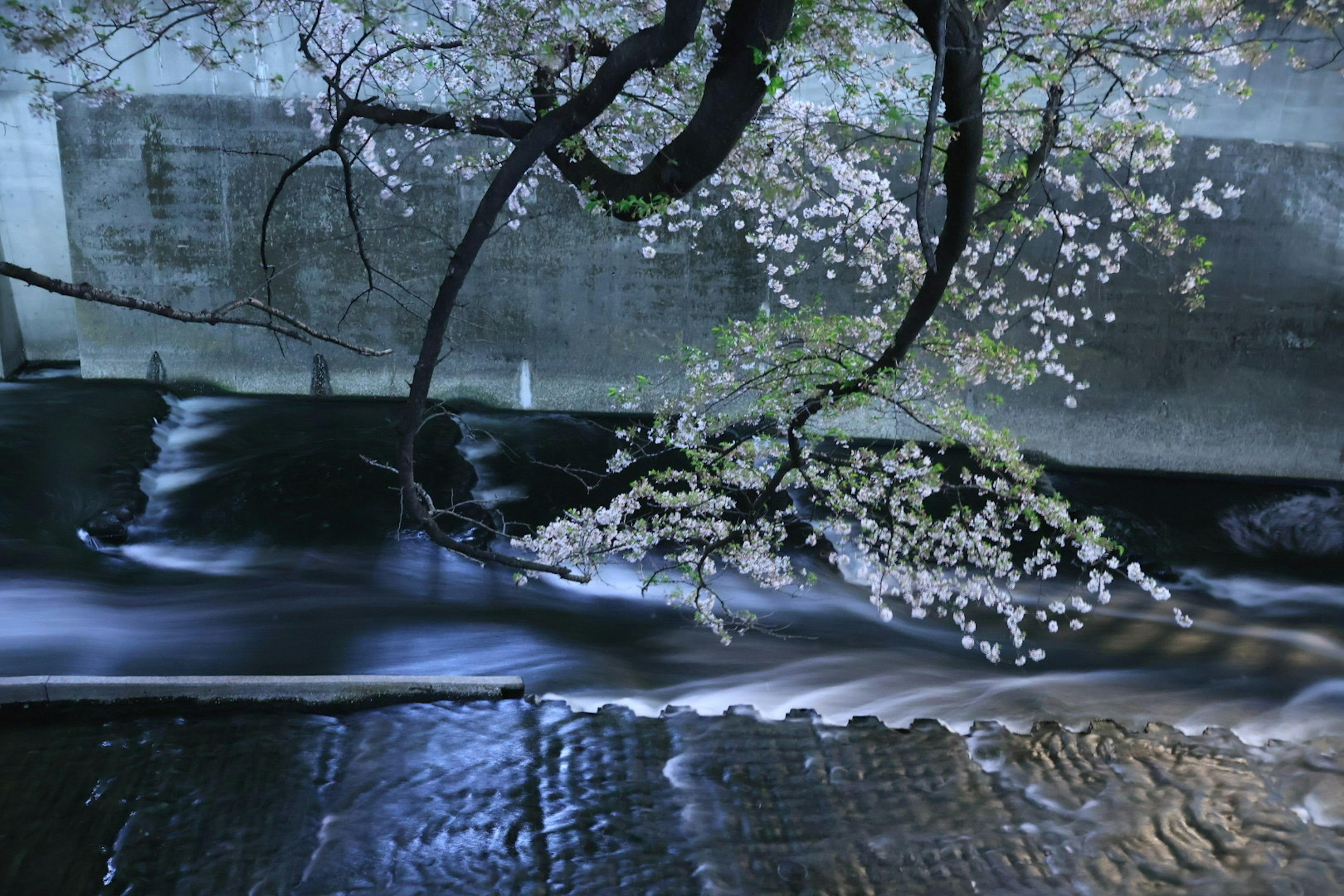 夜間櫻花樹與流動水的景色