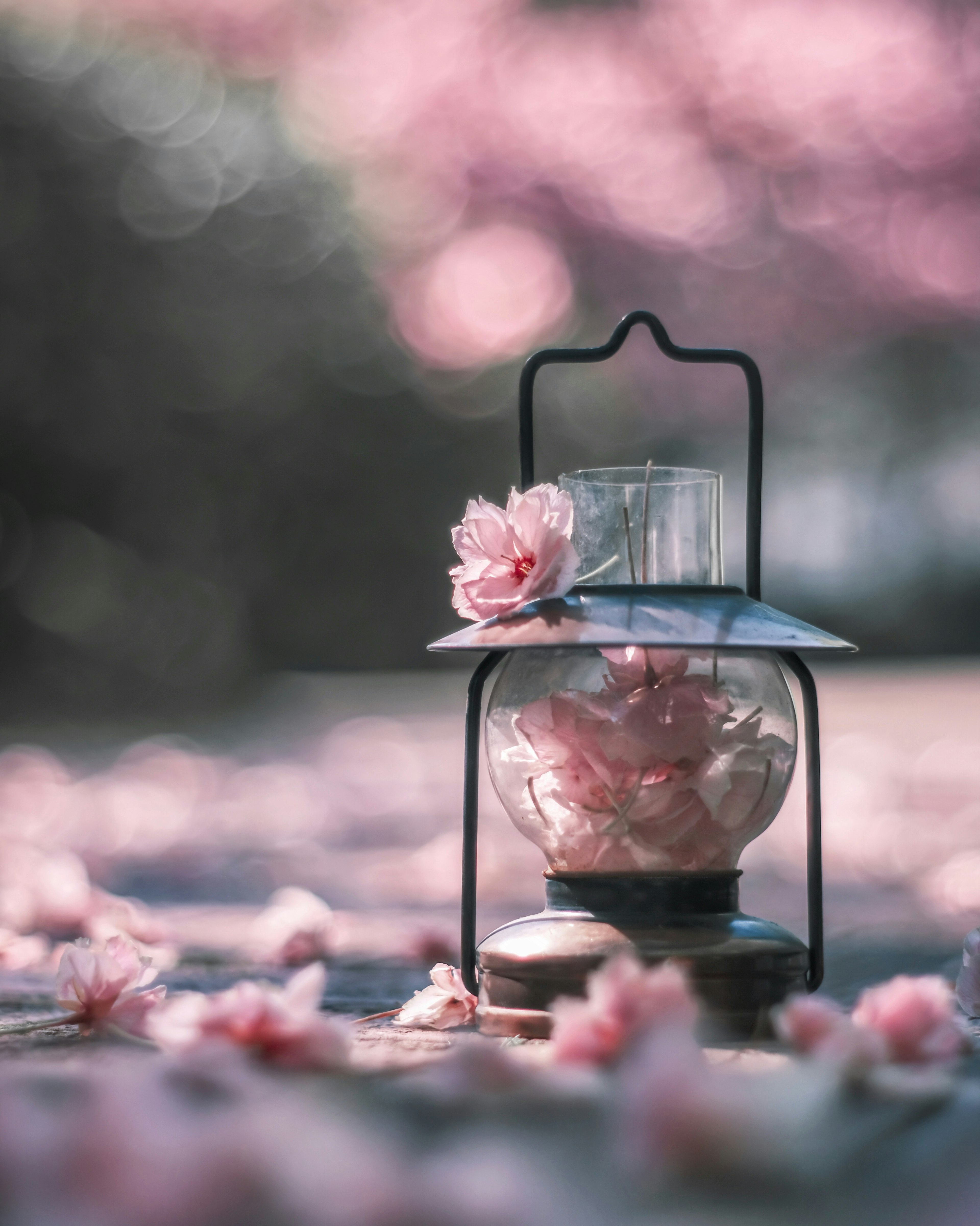 A beautiful lantern surrounded by scattered cherry blossom petals