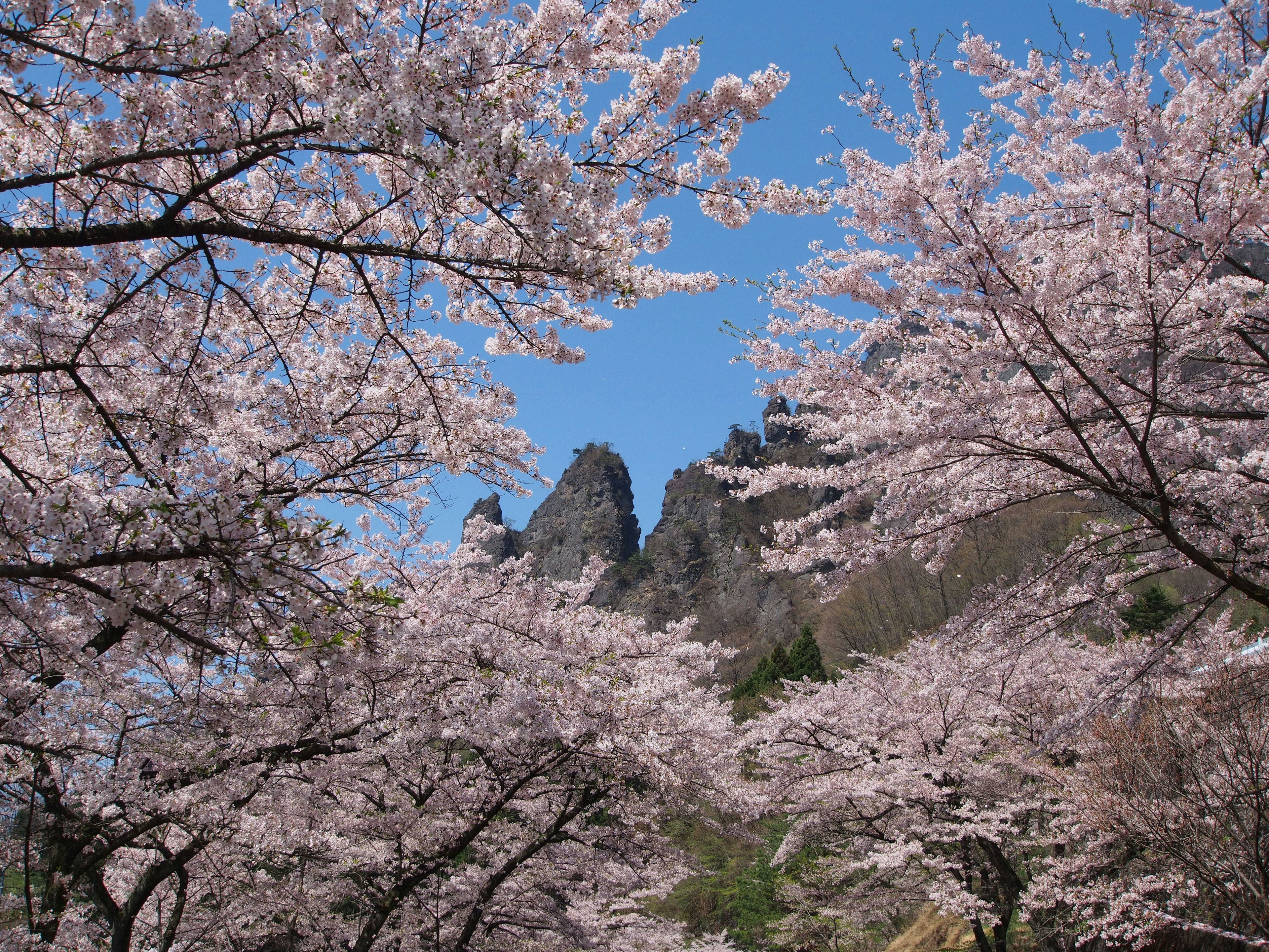 Pohon sakura yang mekar di bawah langit biru cerah dan gunung berbatu