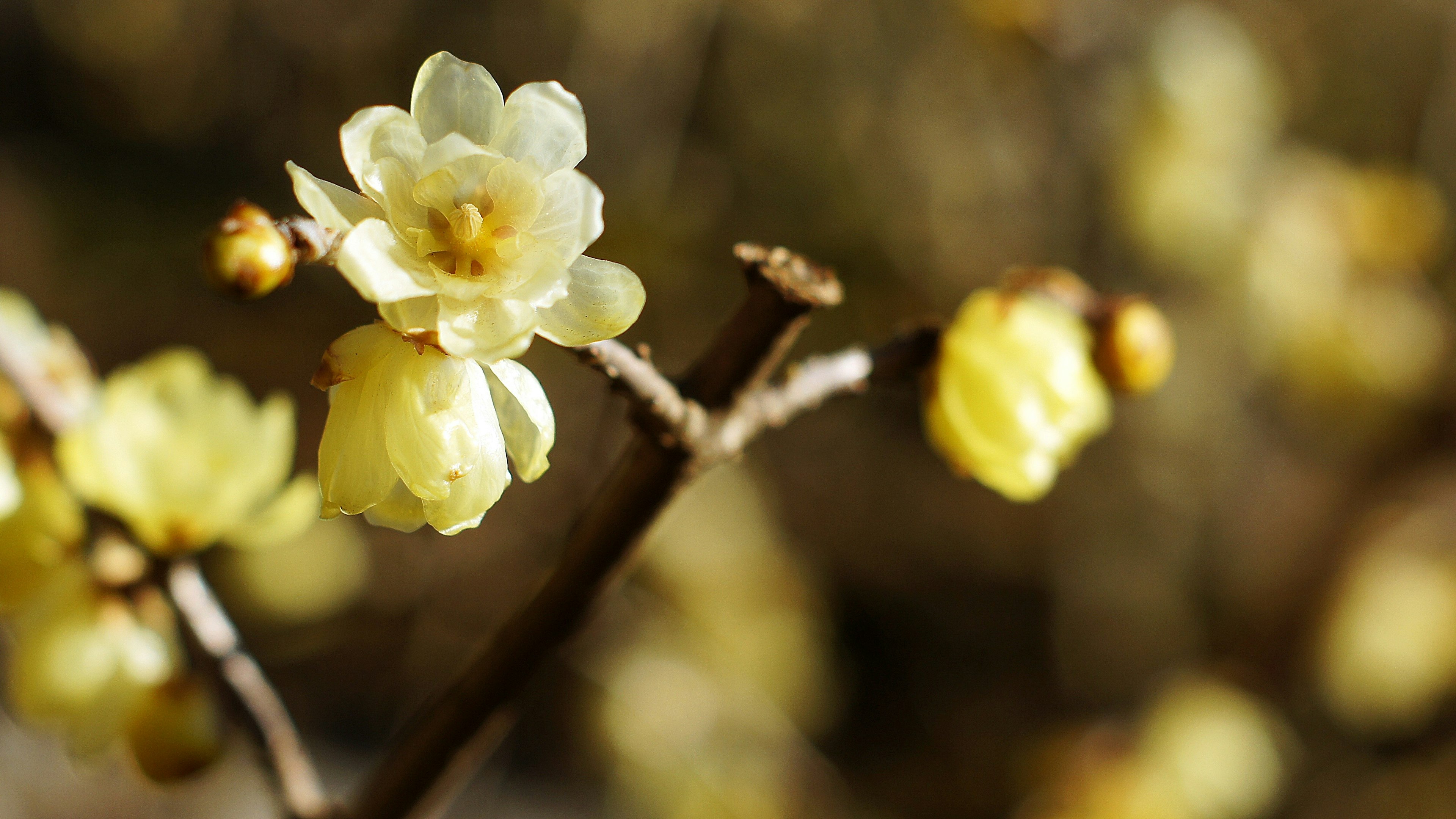 Close-up of yellow flowers and buds on a branch