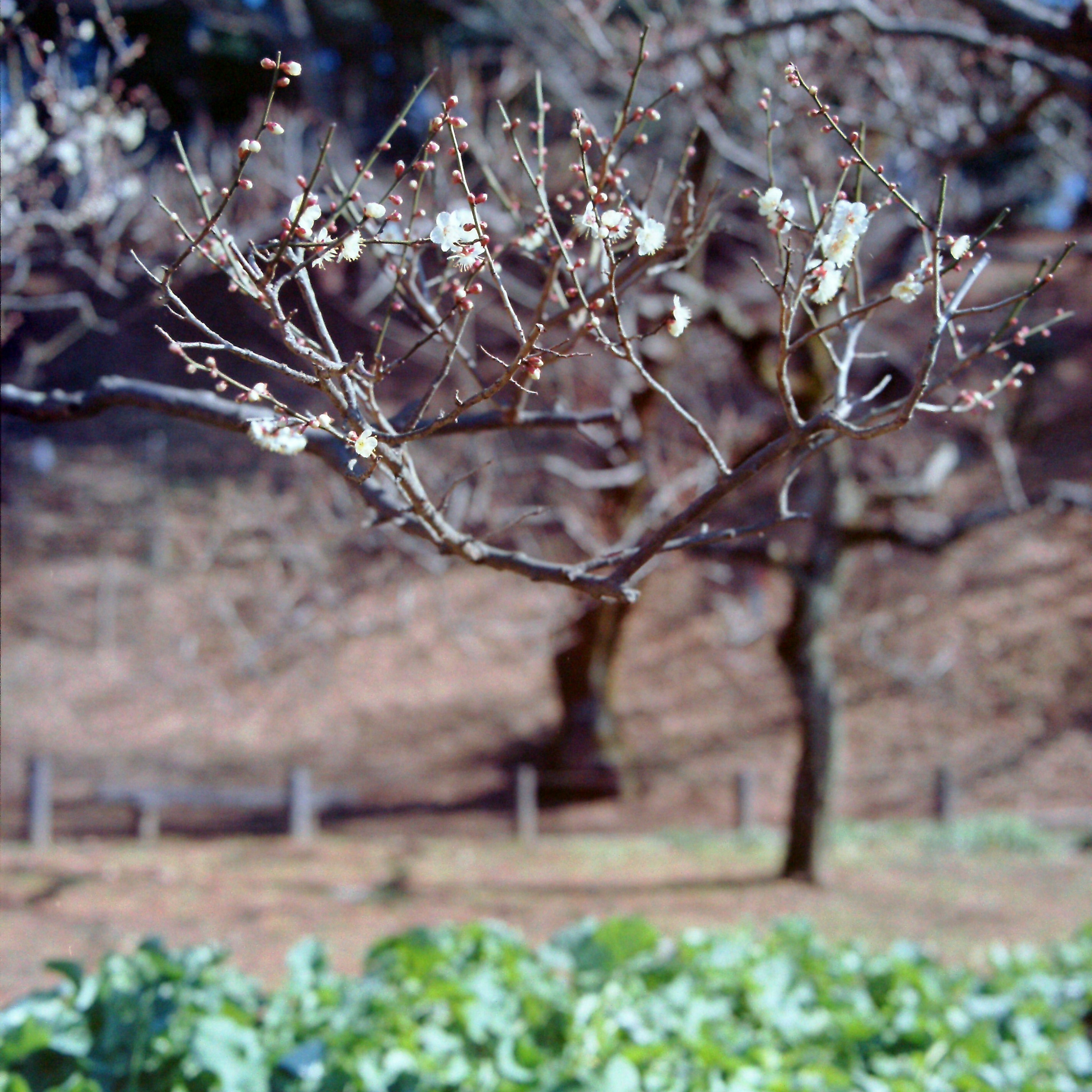 Rami di albero con fiori bianchi e verdure verdi in primo piano