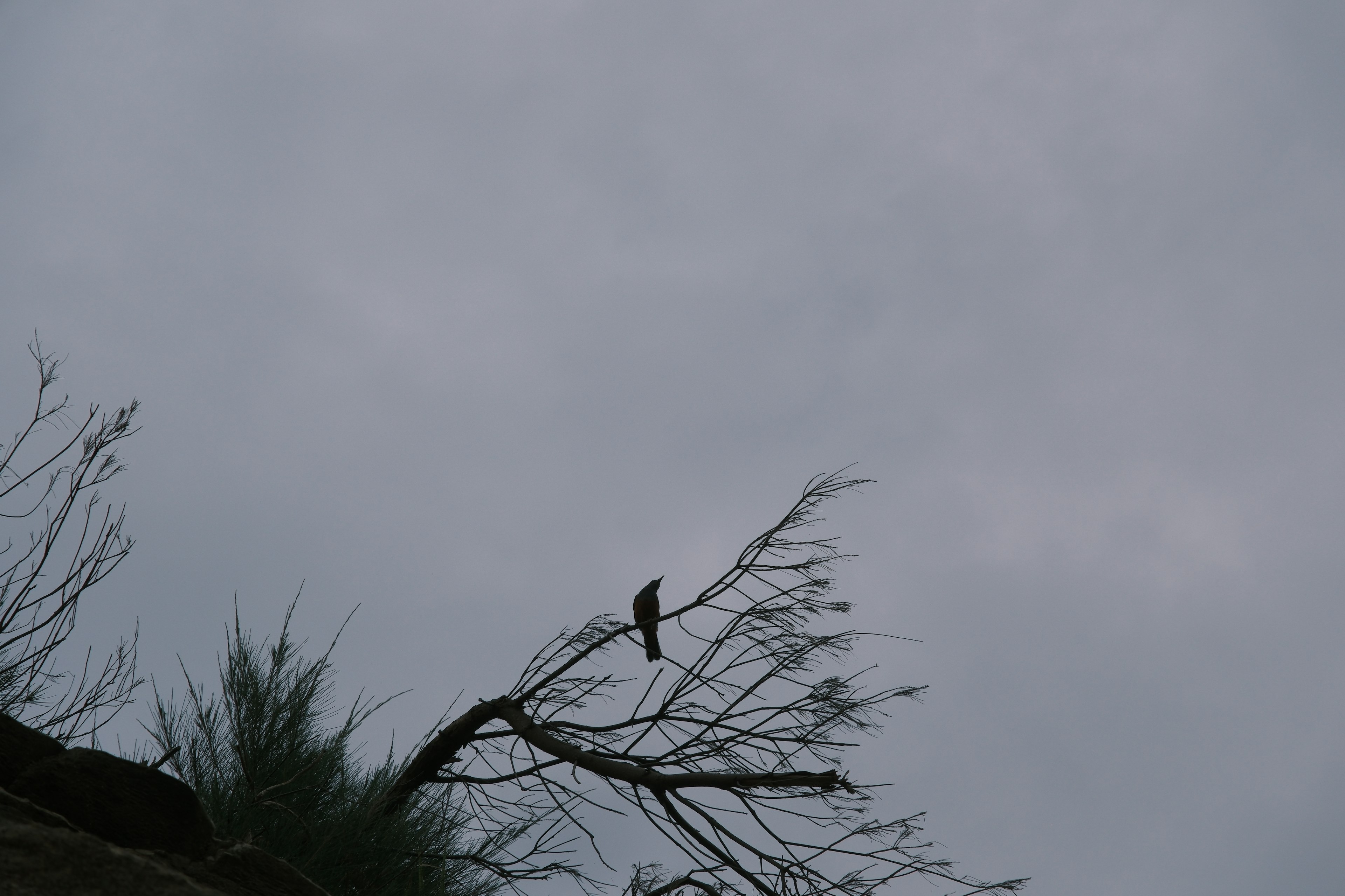 Pájaro posado en una rama desnuda contra un cielo nublado