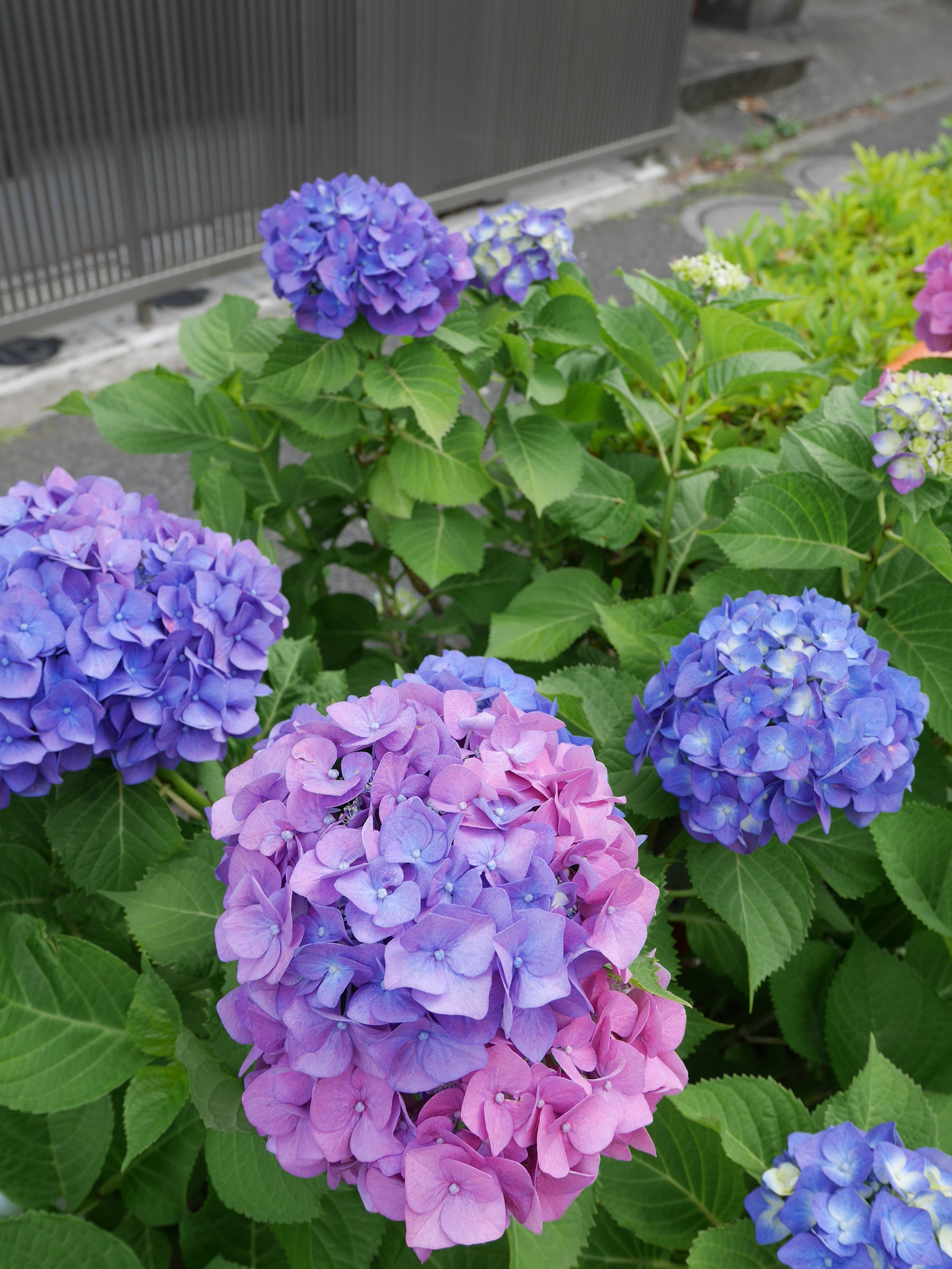 Fleurs d'hortensia colorées en fleurs dans un jardin