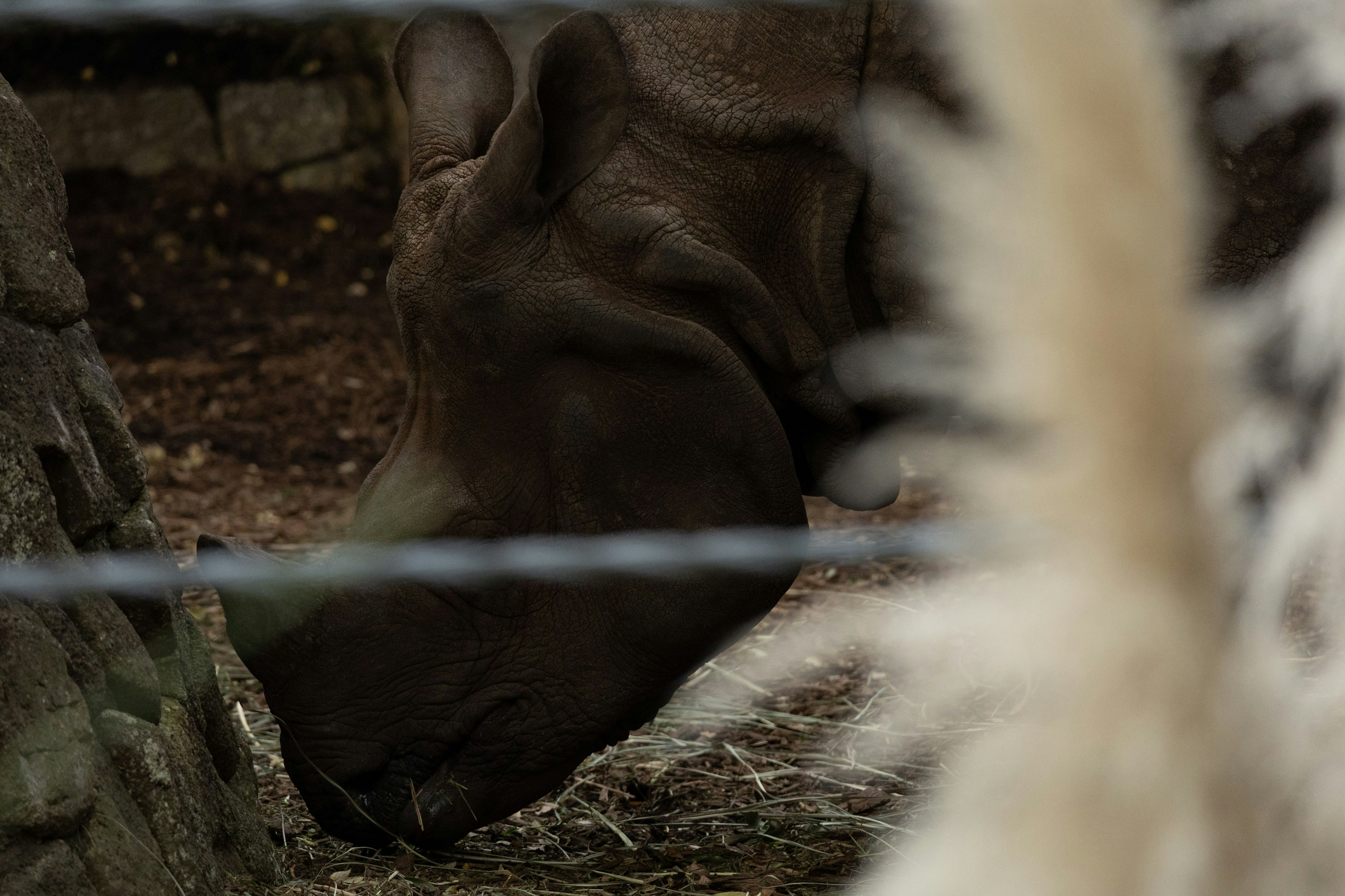 動物園で草を食べる黒い動物の近くにあるフェンス