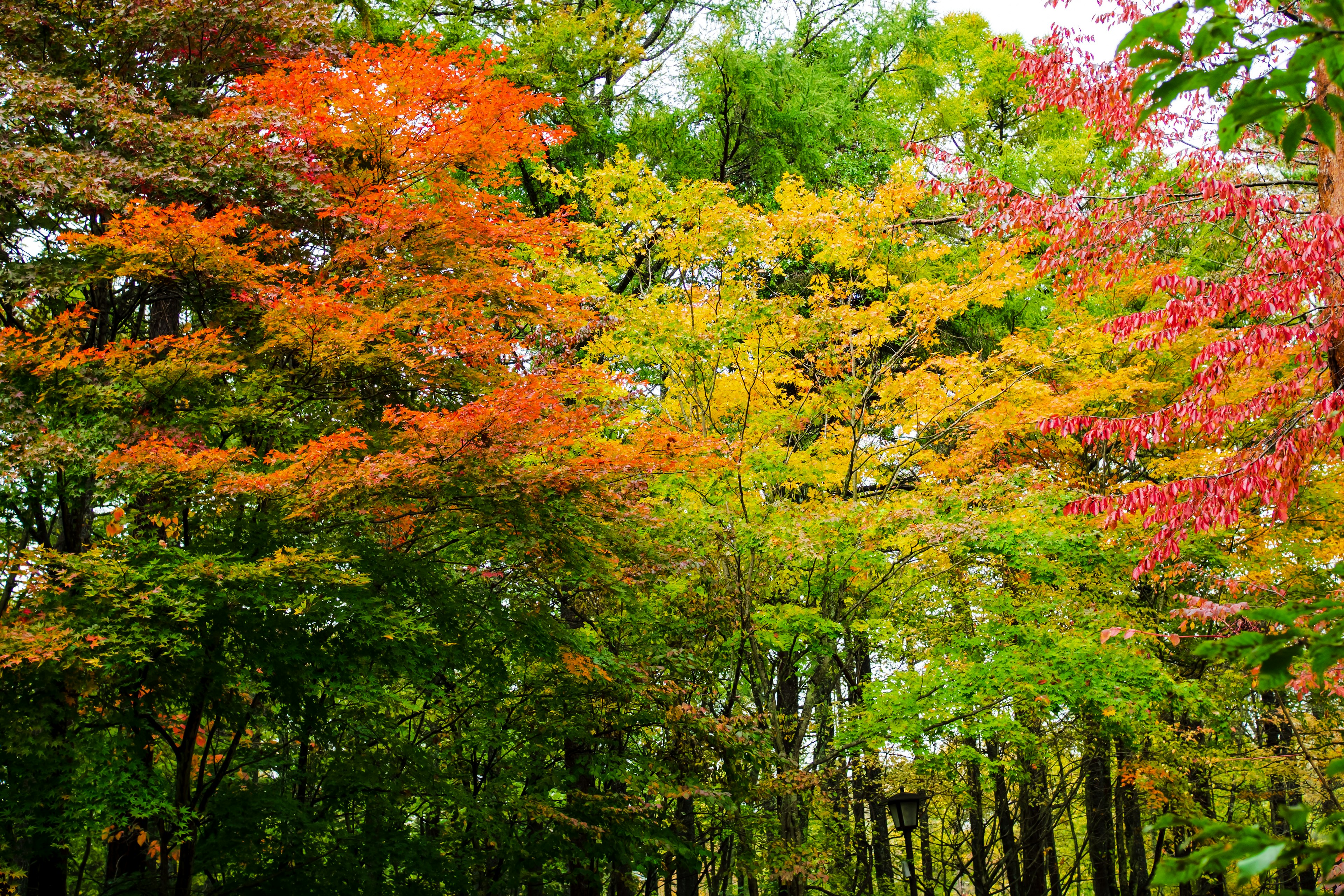 Foglia d'autunno colorata in una foresta serena