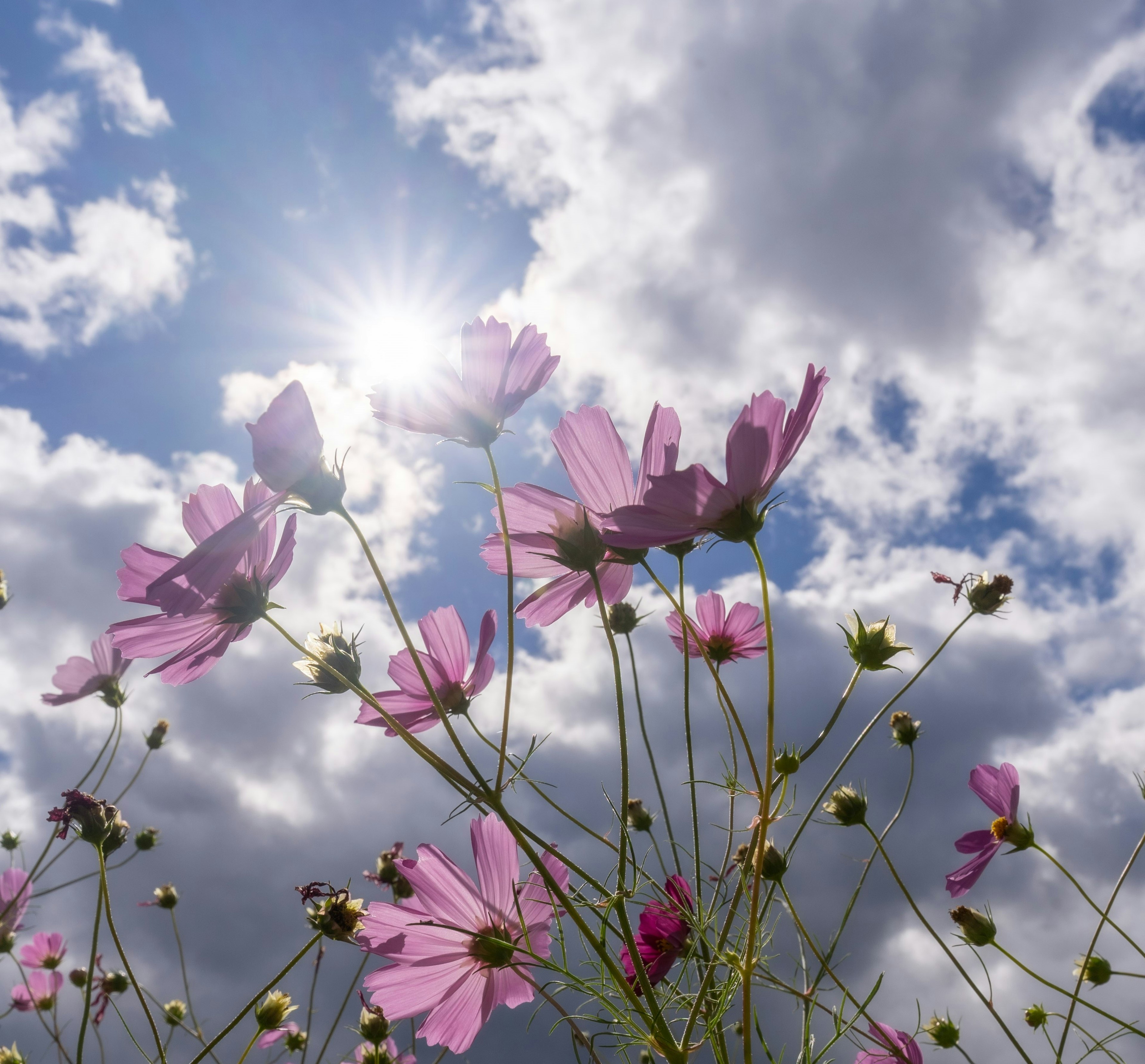 空に向かって咲くピンク色の花々と明るい太陽