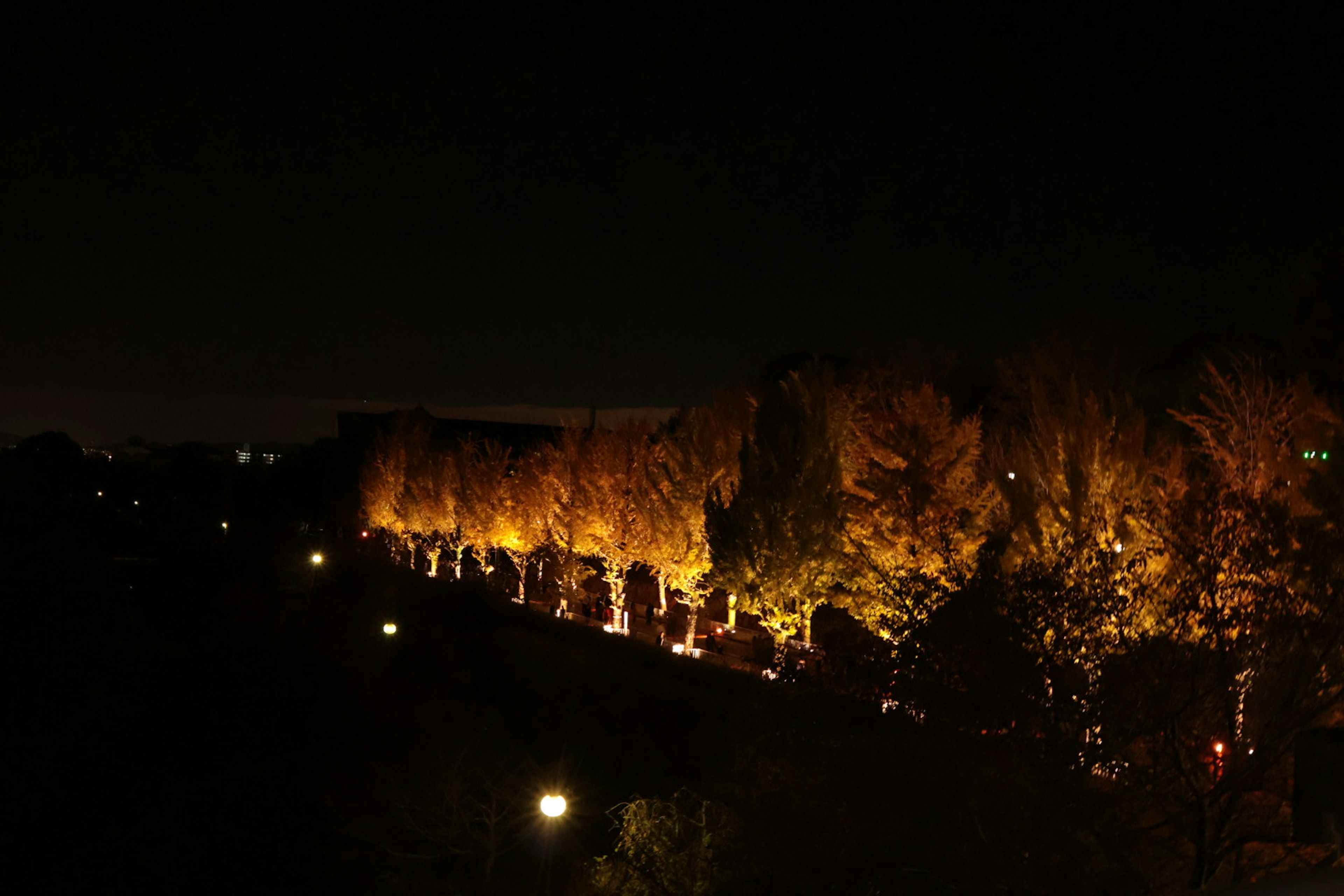 夜の光で照らされた木々と並ぶ街灯の風景