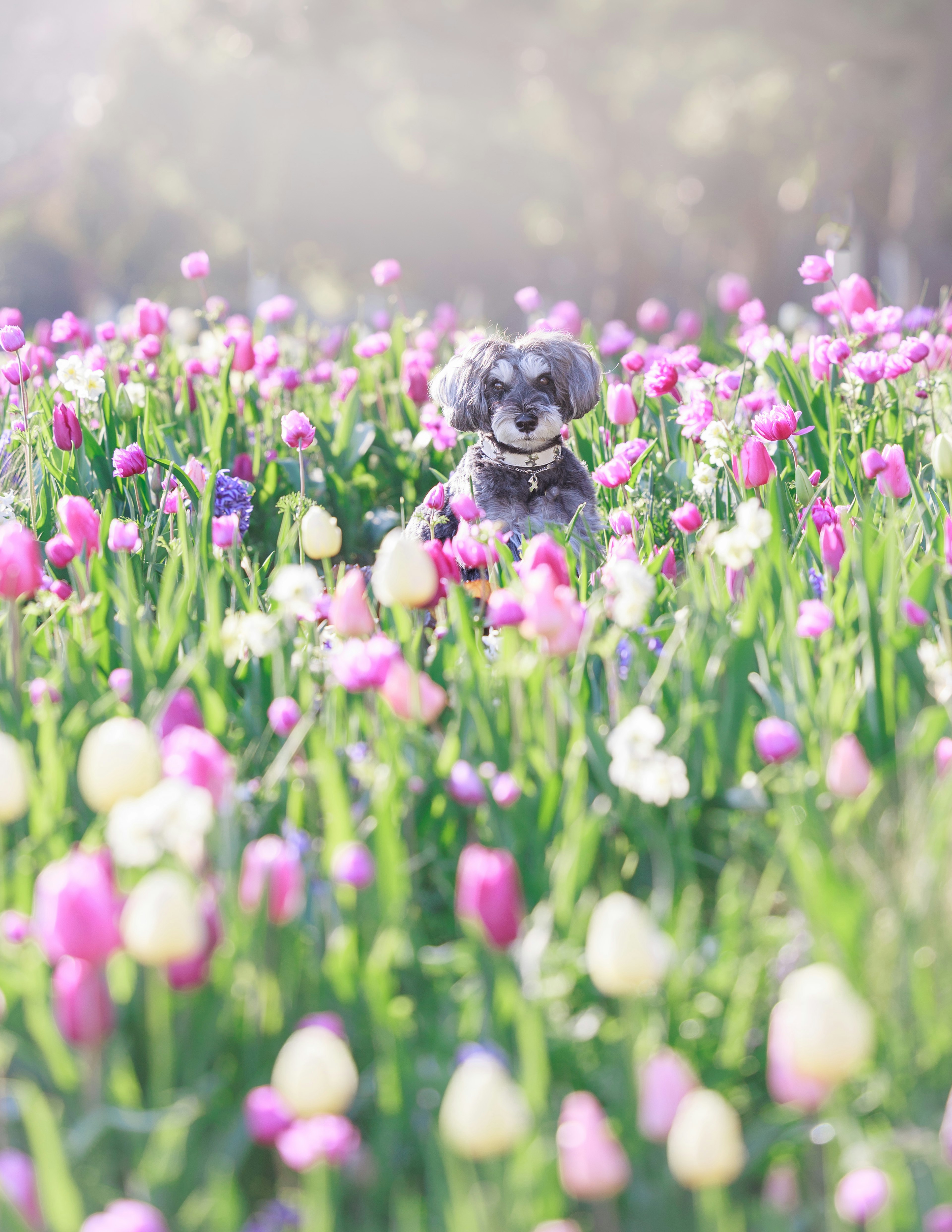 Stoffhund zwischen bunten Tulpen in einem lebhaften Feld