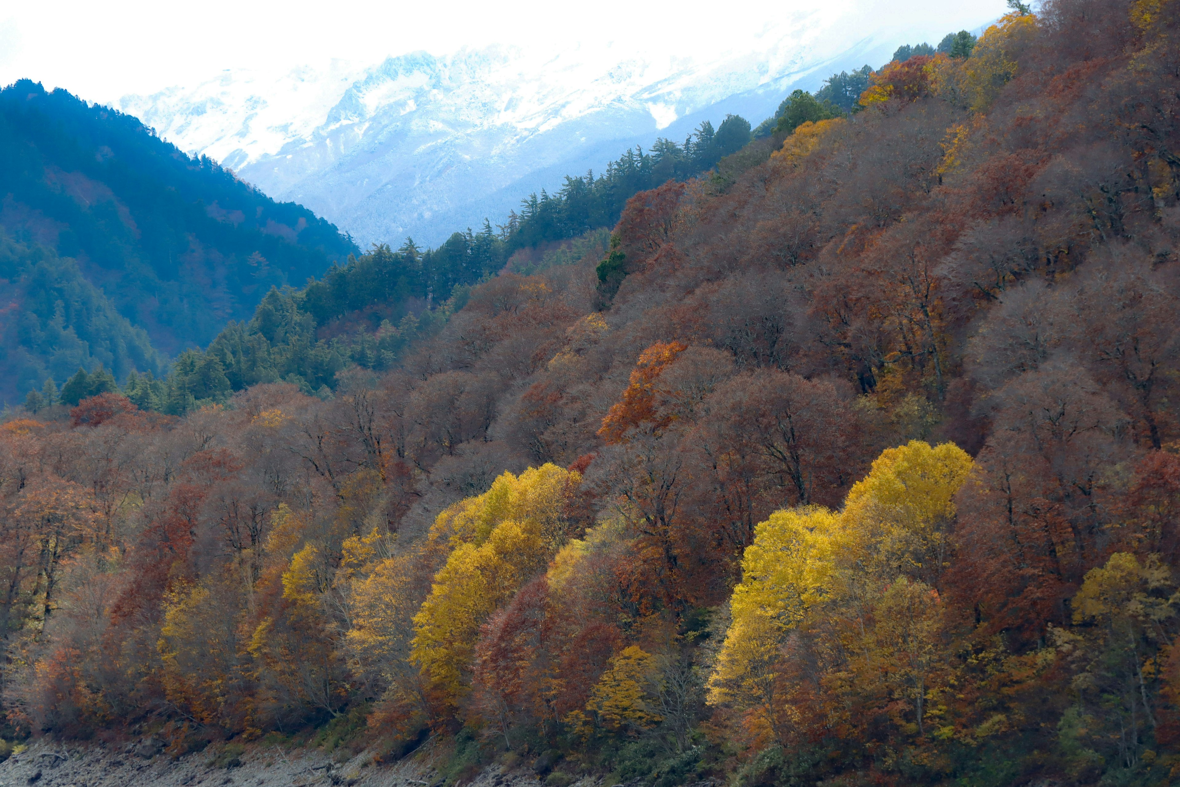 秋の色合いの木々が広がる山の風景