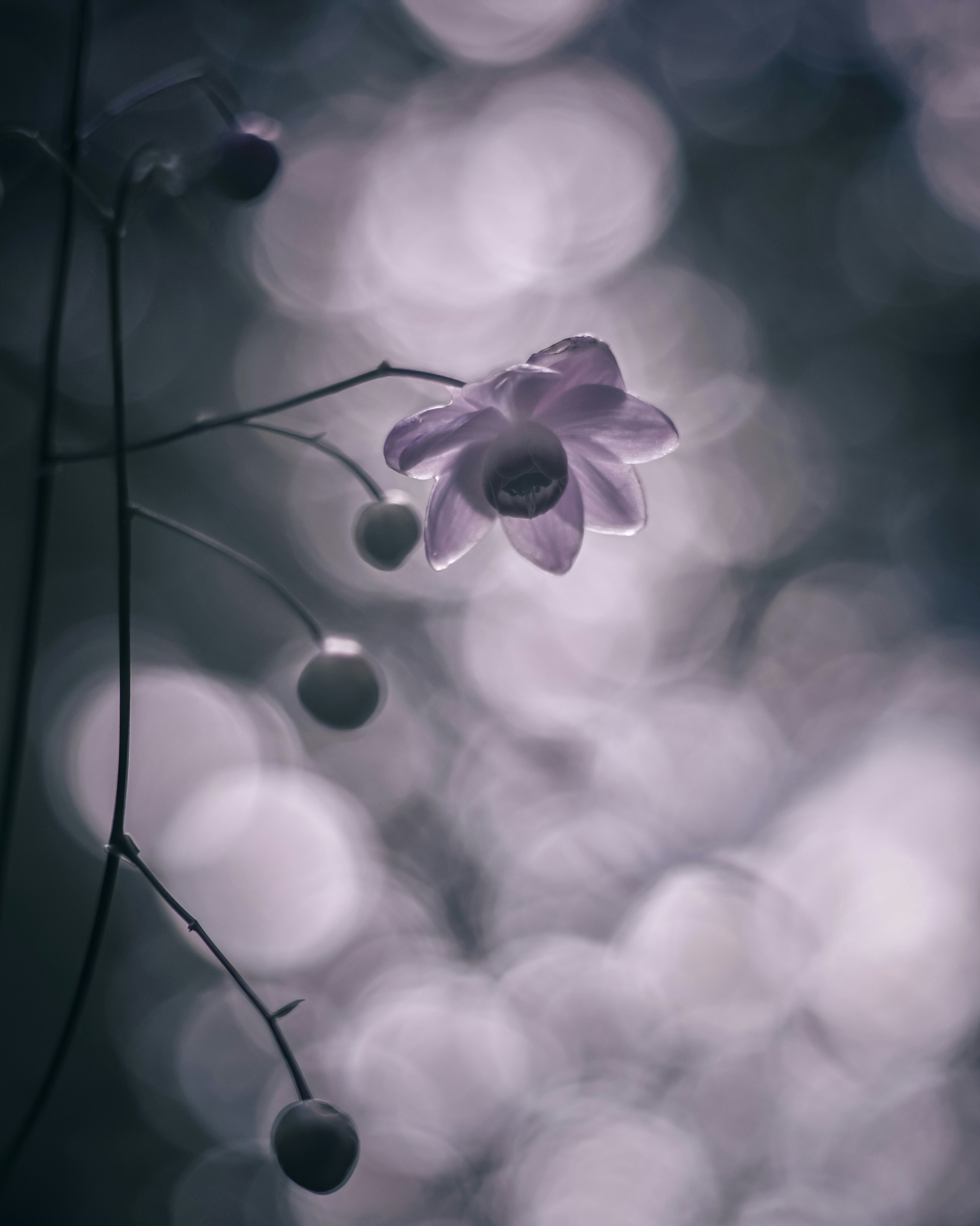 Delicate purple flower with buds against a blurred background of bokeh lights