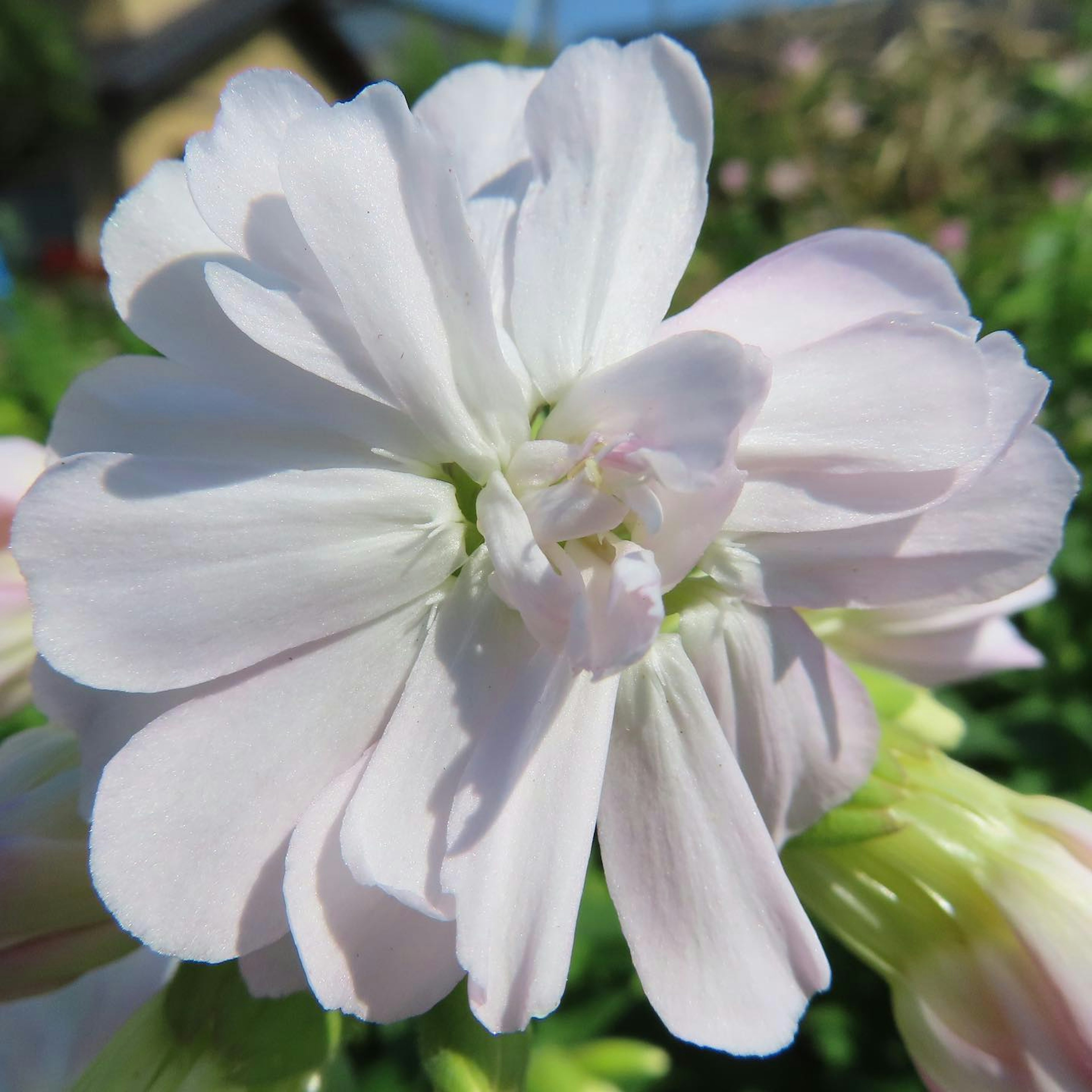 Nahaufnahme einer Blume mit sanften rosa Blütenblättern