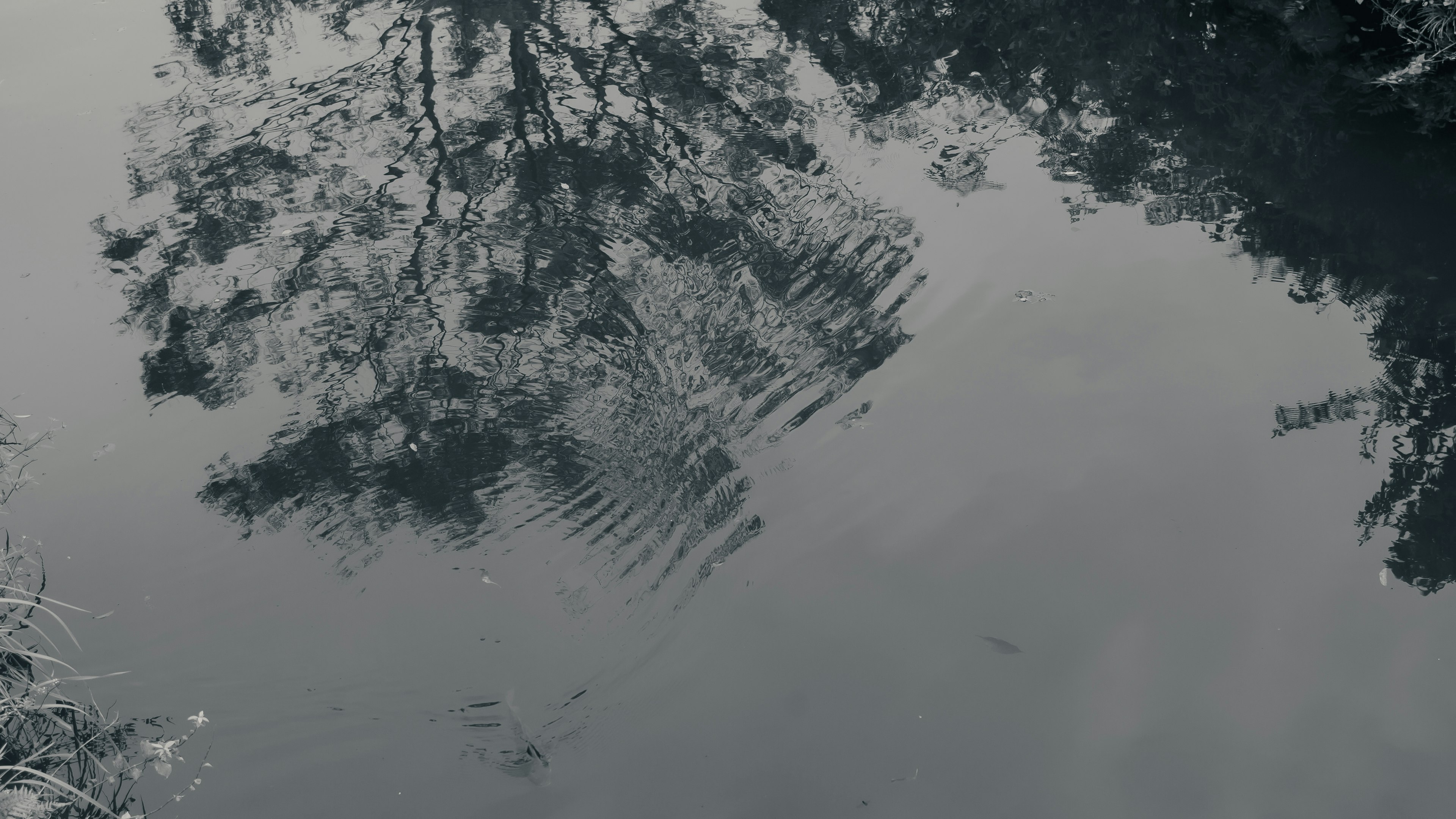 Reflejo de árboles en la superficie del agua con ondas