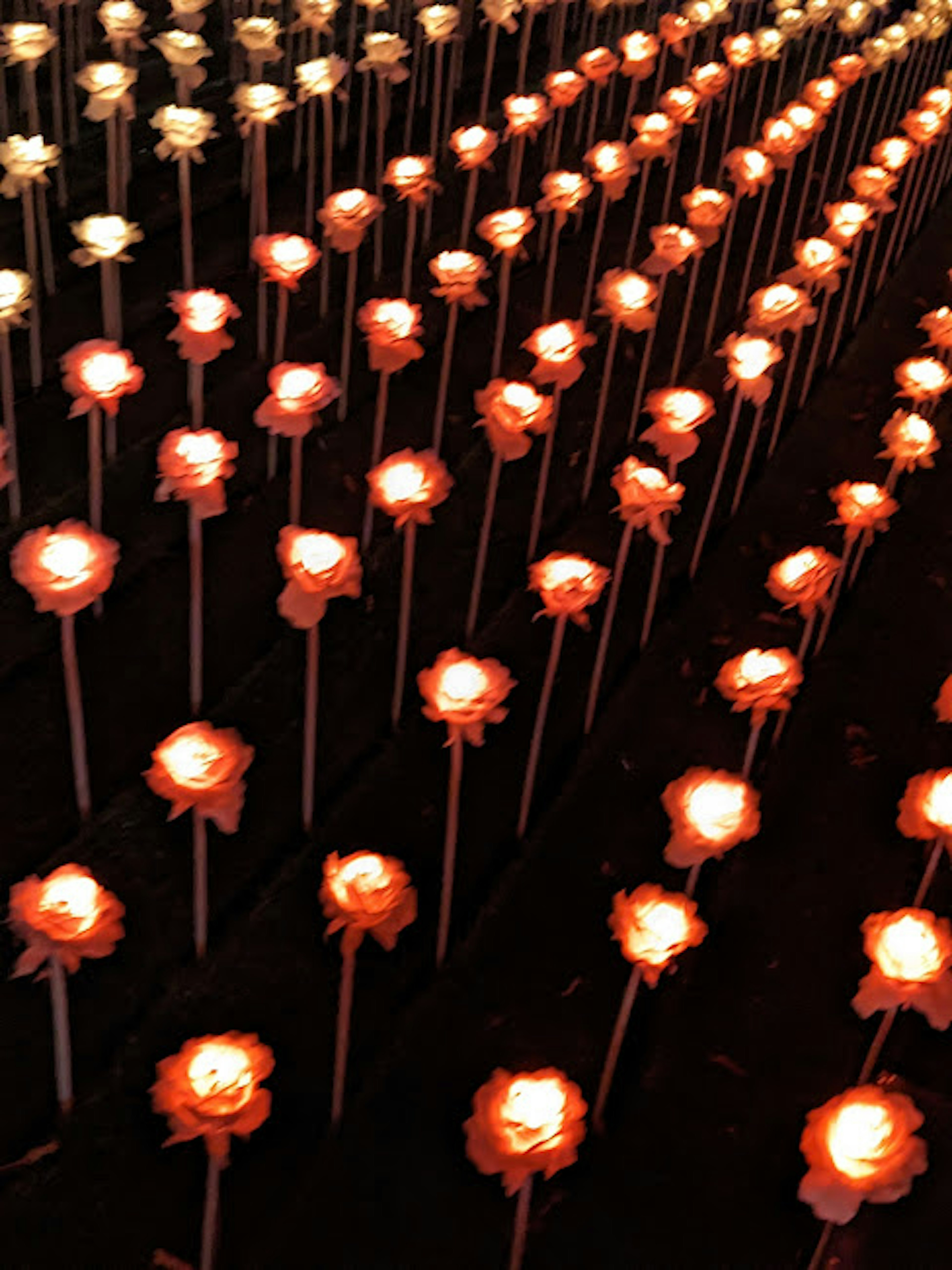 Art installation featuring glowing red and white flowers arranged in rows