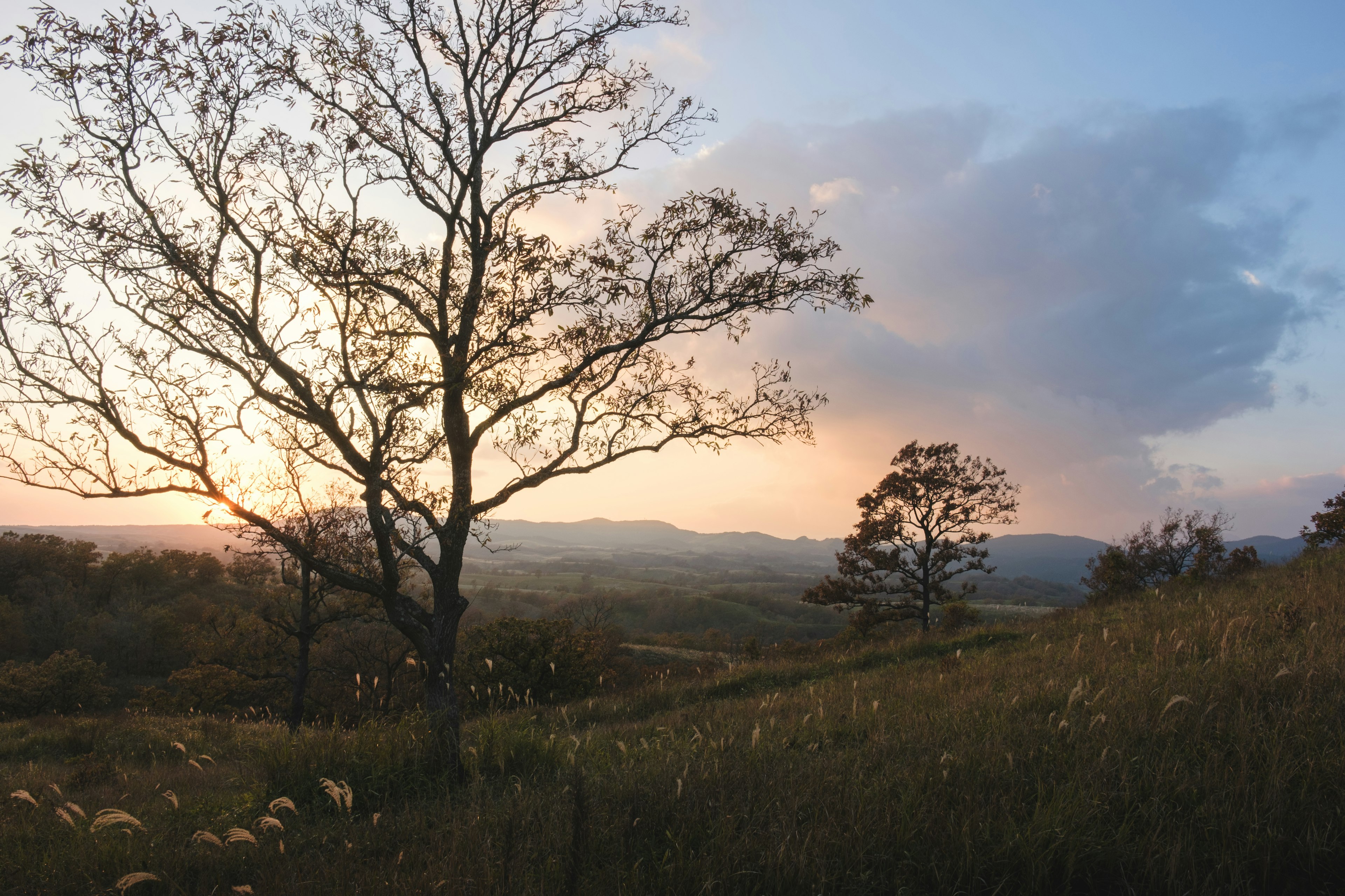 夕焼けの中に立つ木々と広がる草原の風景