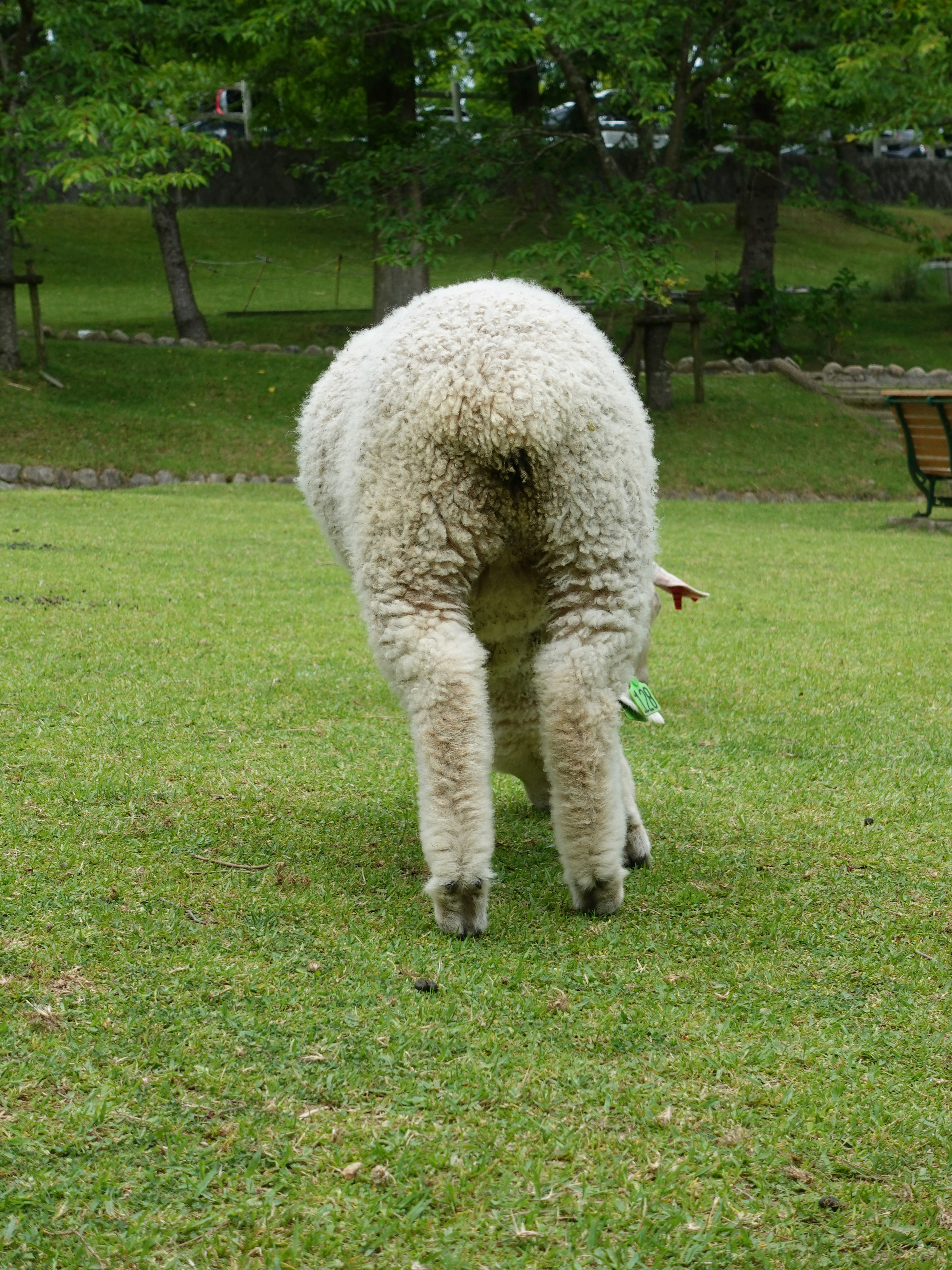 草原で後ろを向いている羊の写真