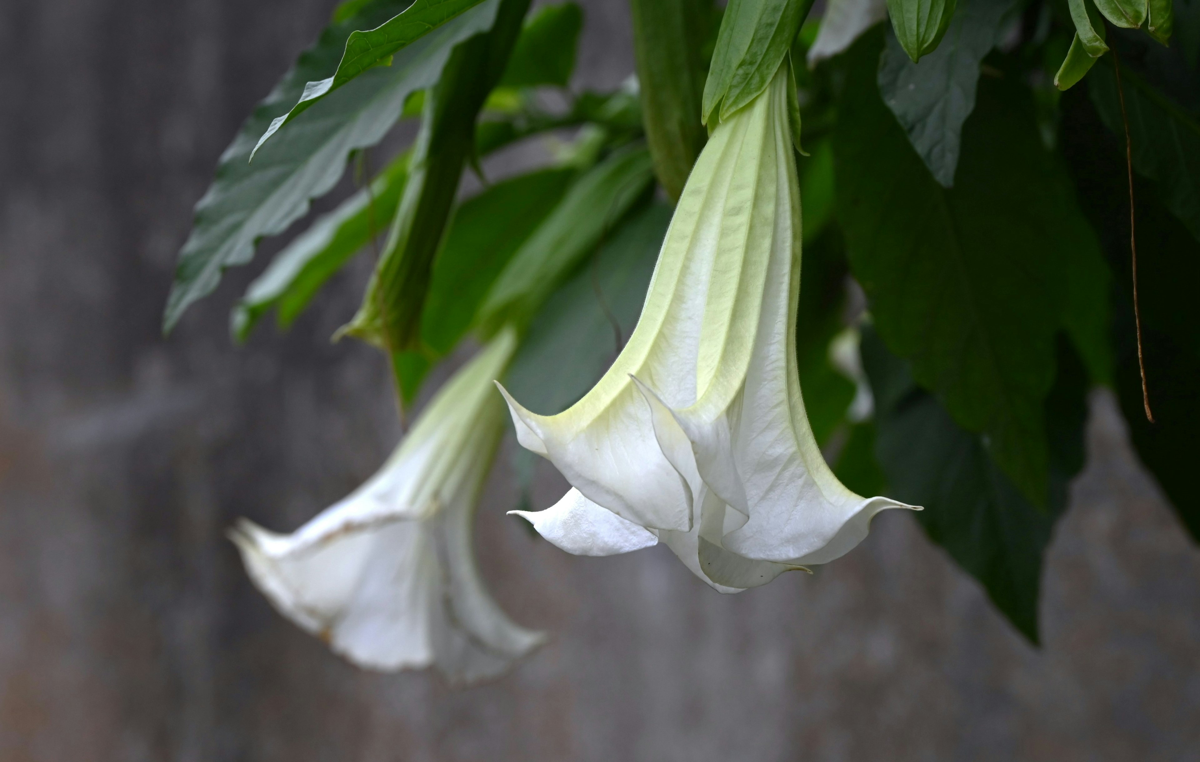 白い花が葉の間から垂れ下がっている様子