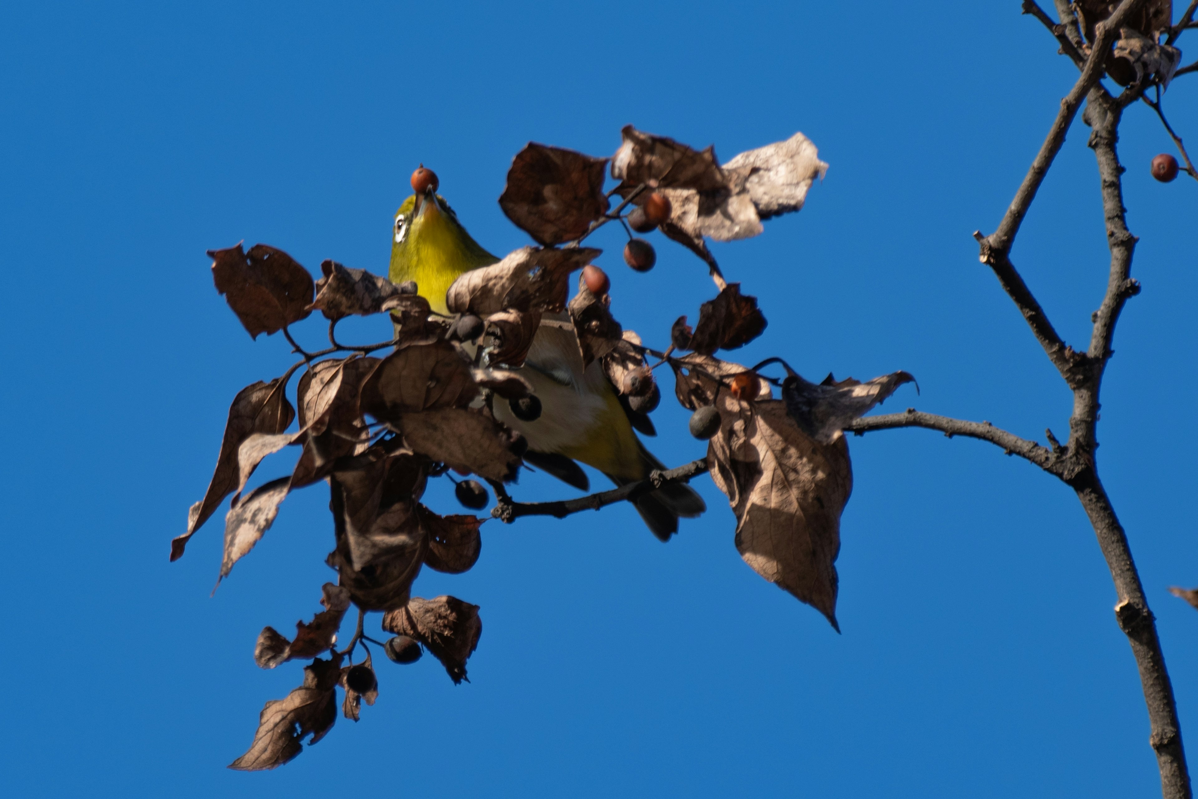 Pájaro verde posado sobre hojas secas contra un cielo azul