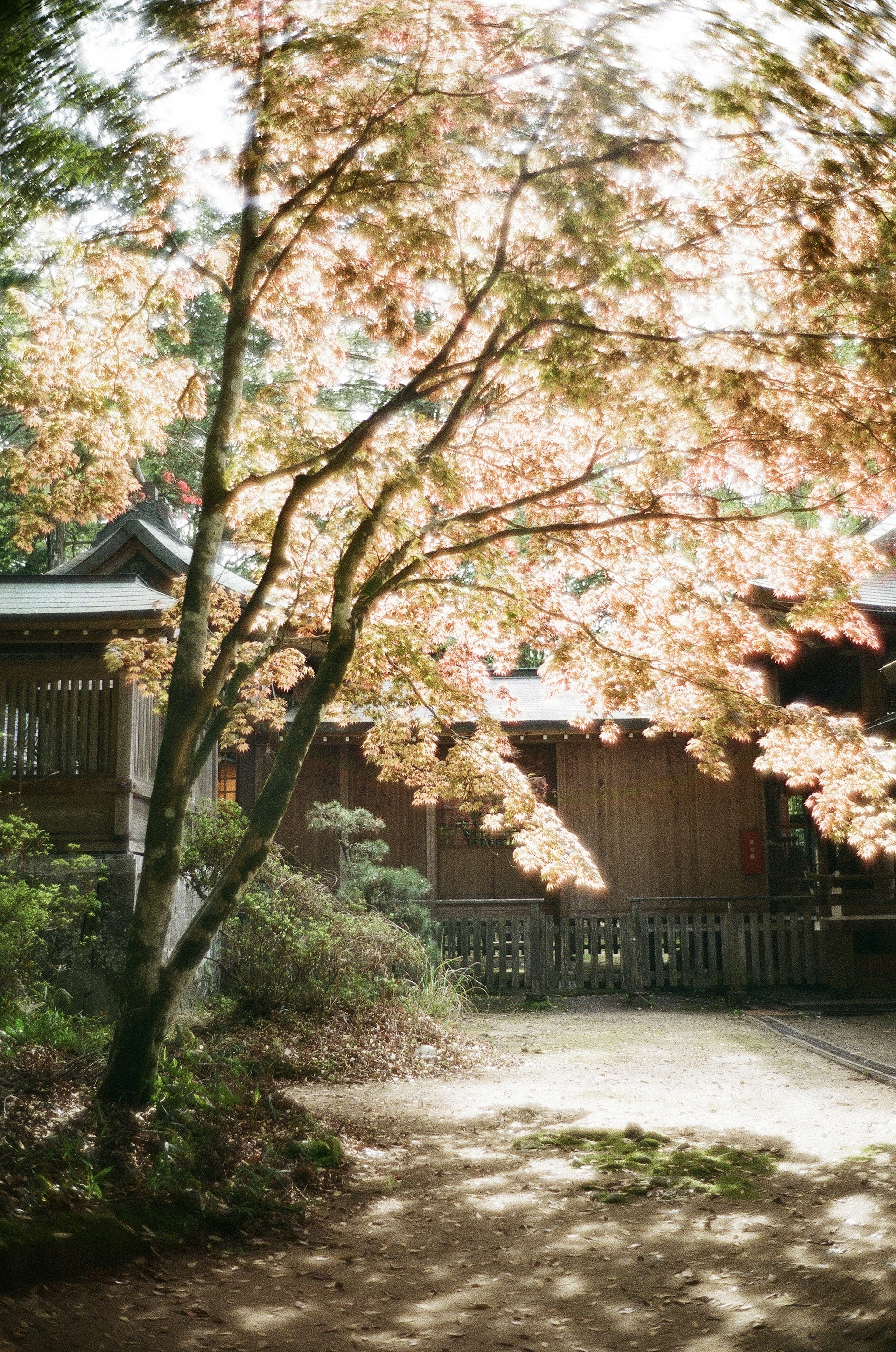 Pohon sakura yang indah dengan bunga merah muda muda di dekat bangunan tua