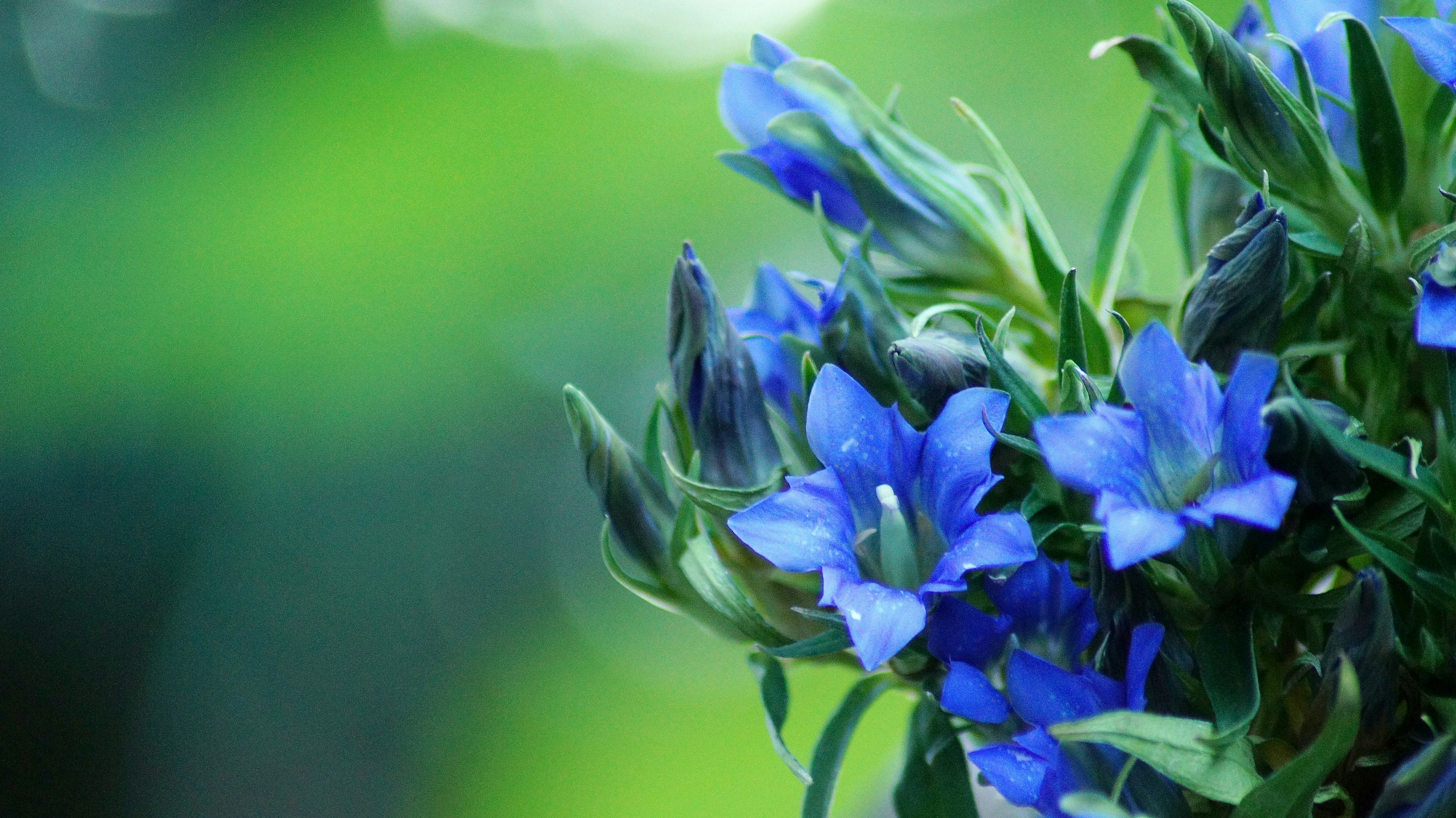 Nahaufnahme von blauen Blumen mit einem sanften grünen Hintergrund