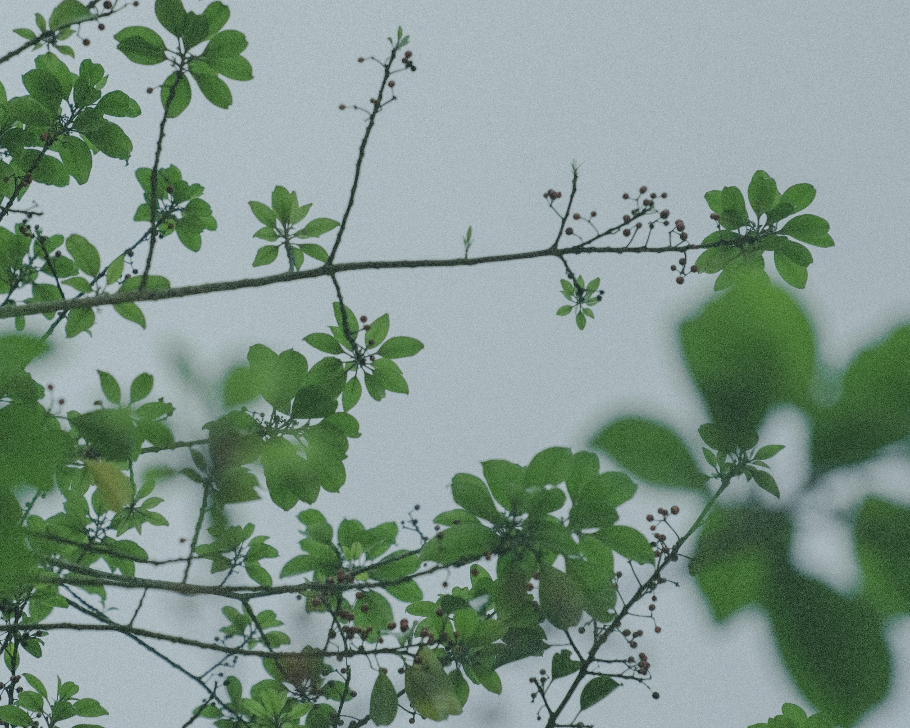 Branches with green leaves and small buds against a pale sky