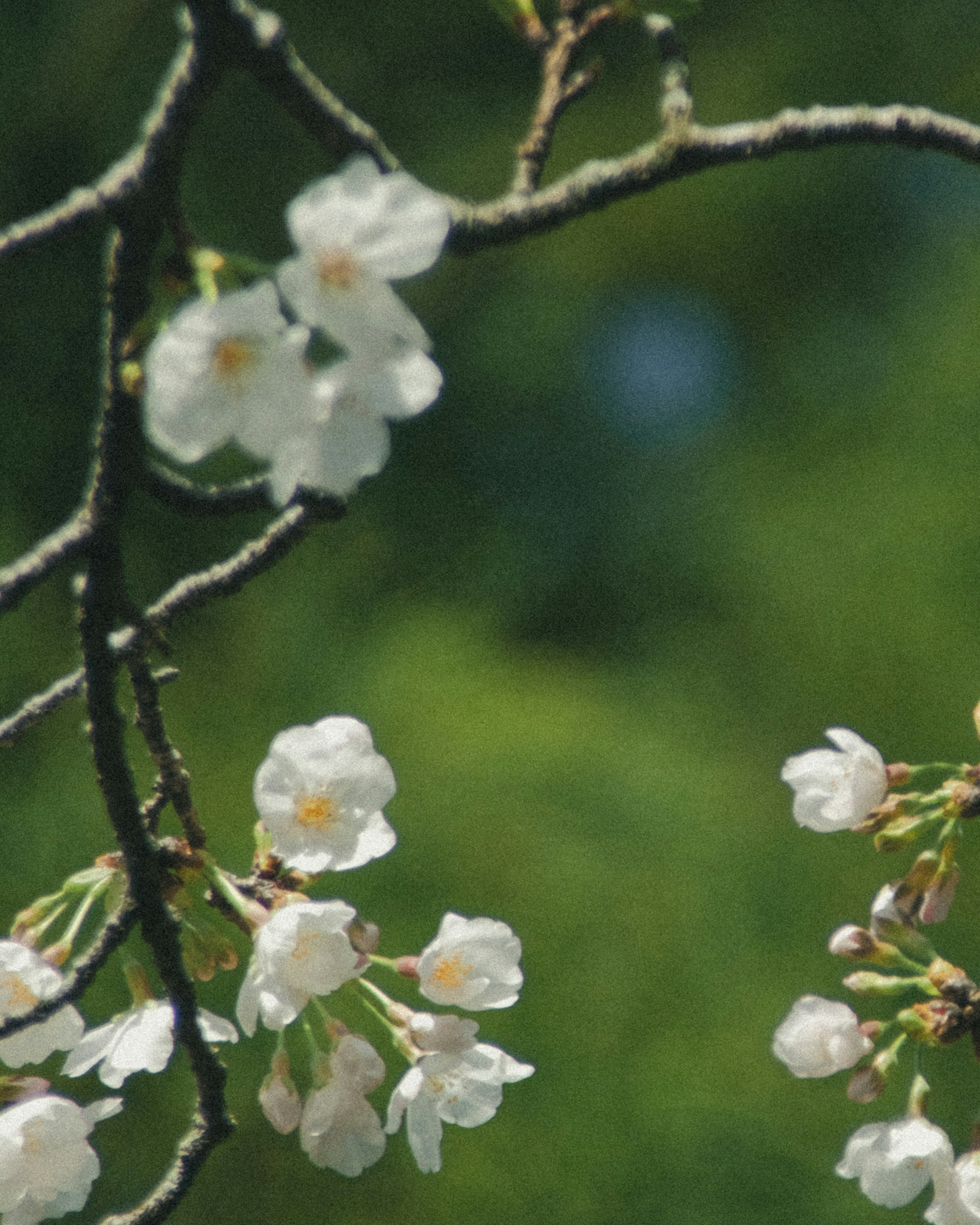 白い桜の花が咲いている枝のクローズアップ 緑の背景