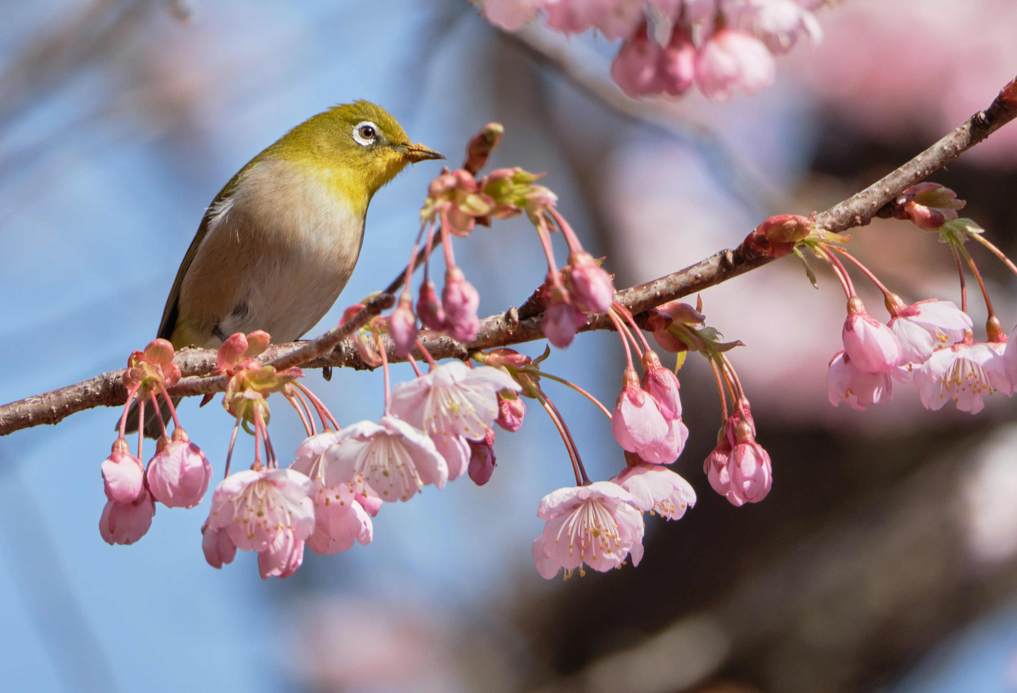 Seekor burung kecil hijau bertengger di dahan bunga sakura