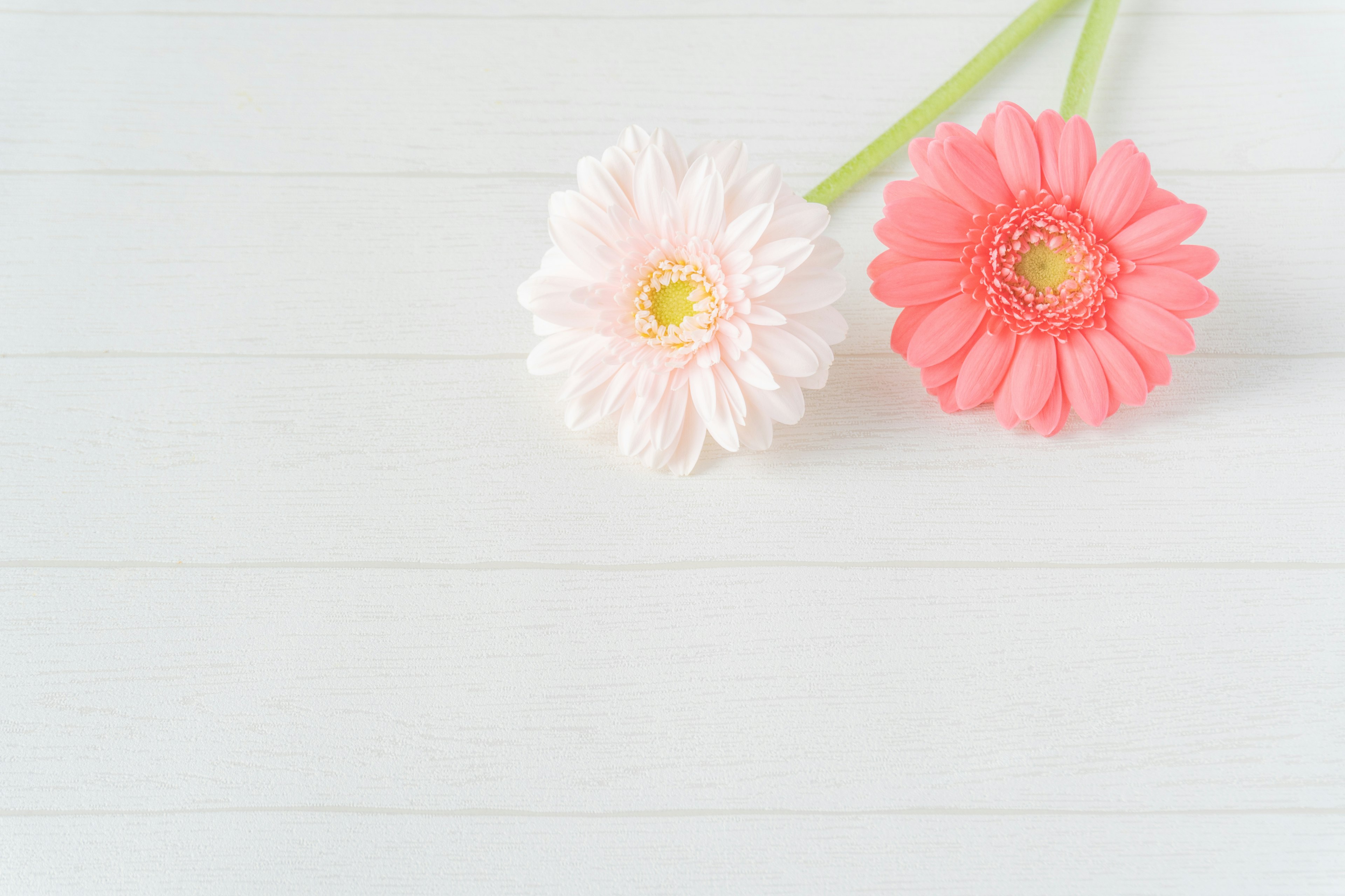 Dos flores de gerbera en rosa y blanco sobre un fondo blanco