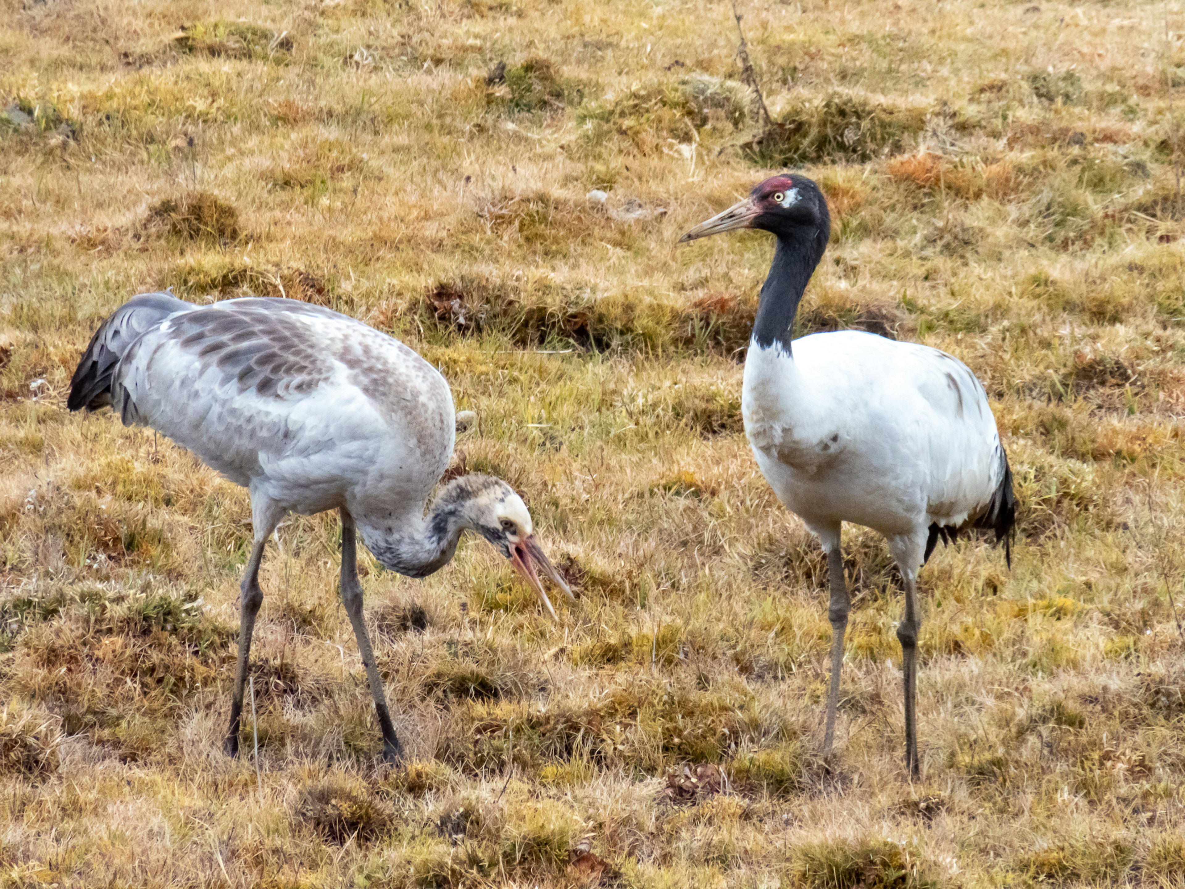 Deux grues se tenant dans une prairie une jeune grue grise et une grue adulte noire et blanche