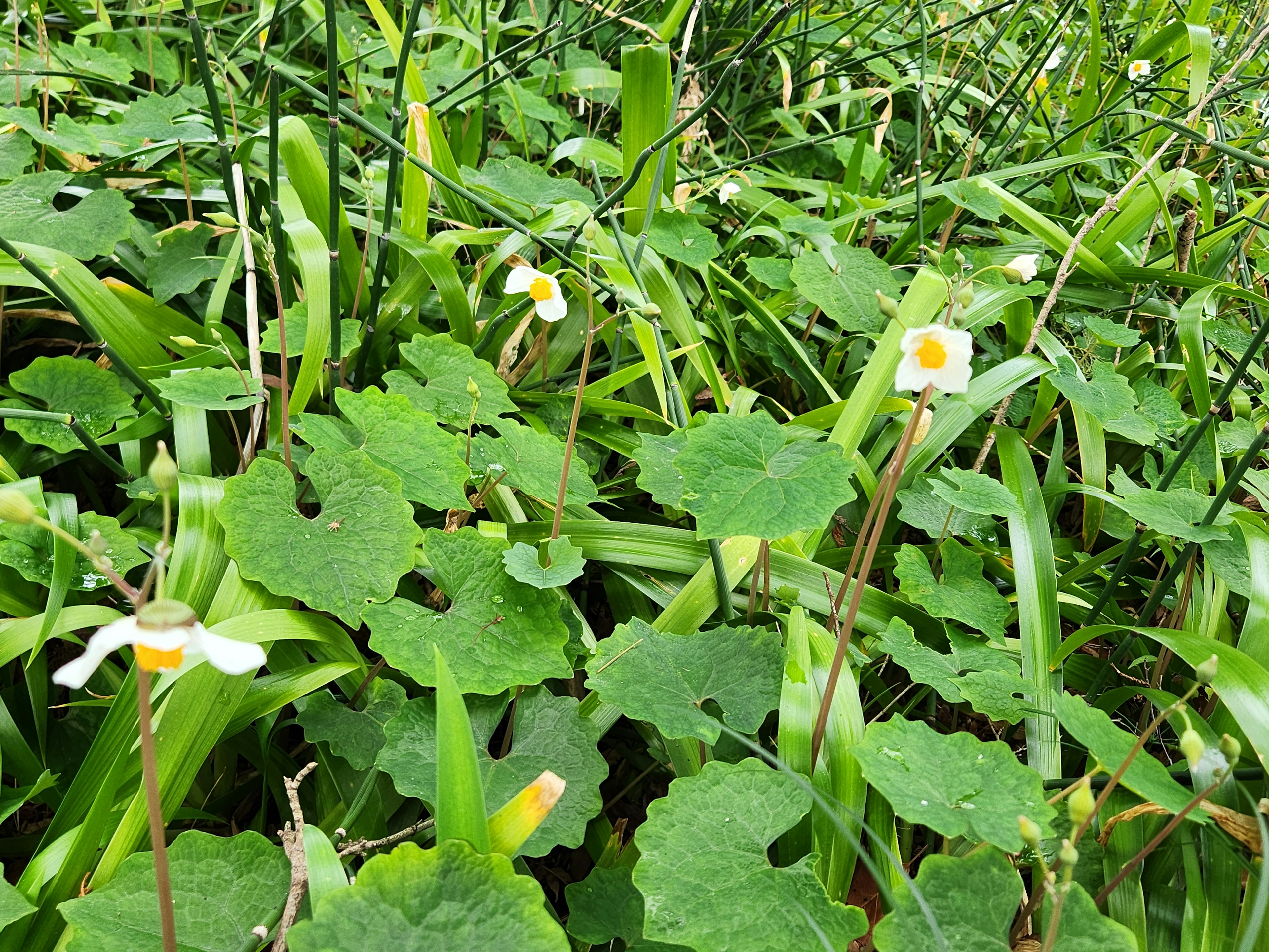 緑の葉に囲まれた白い花が咲く植物群