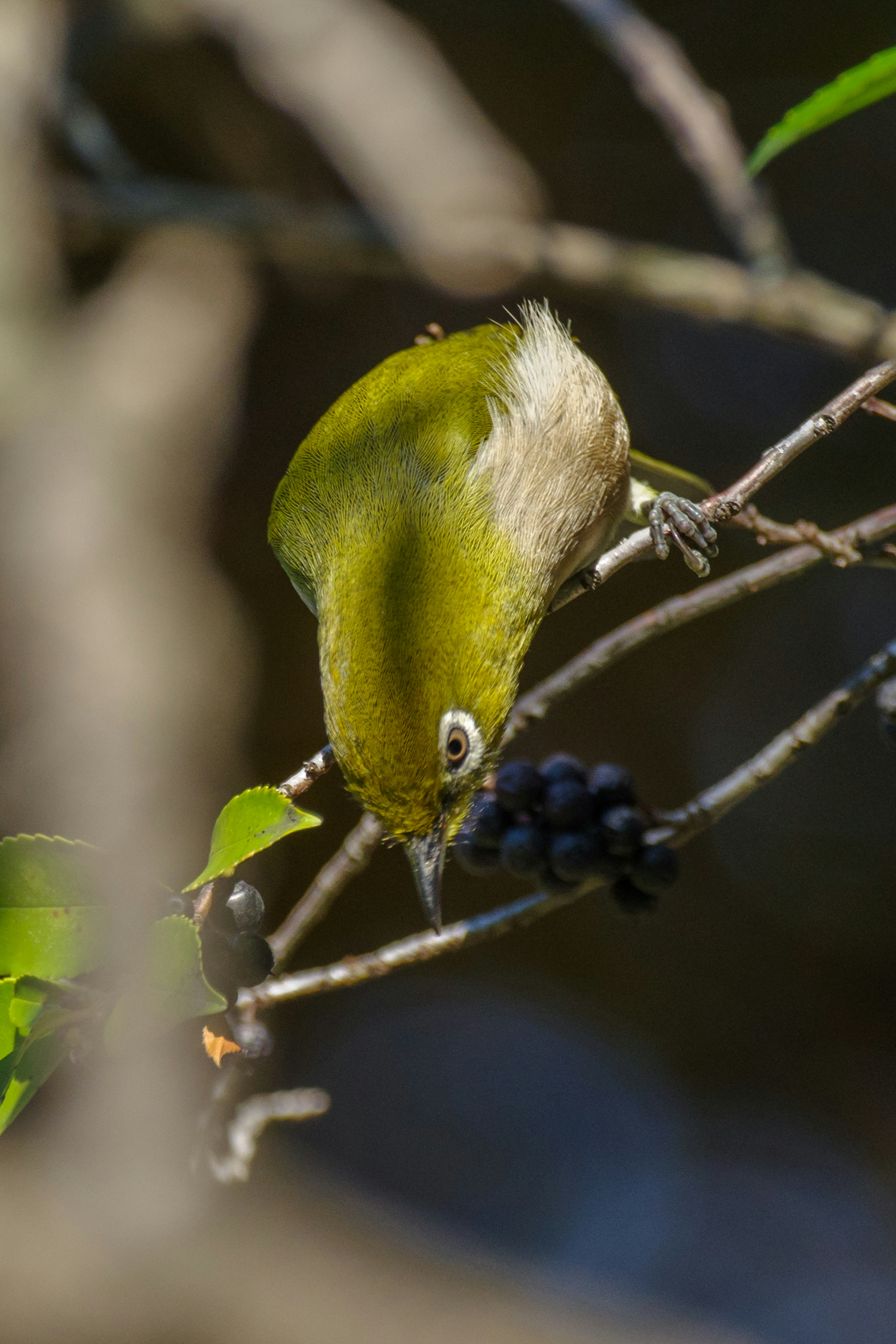 Un petit oiseau vert picorant un fruit sur une branche