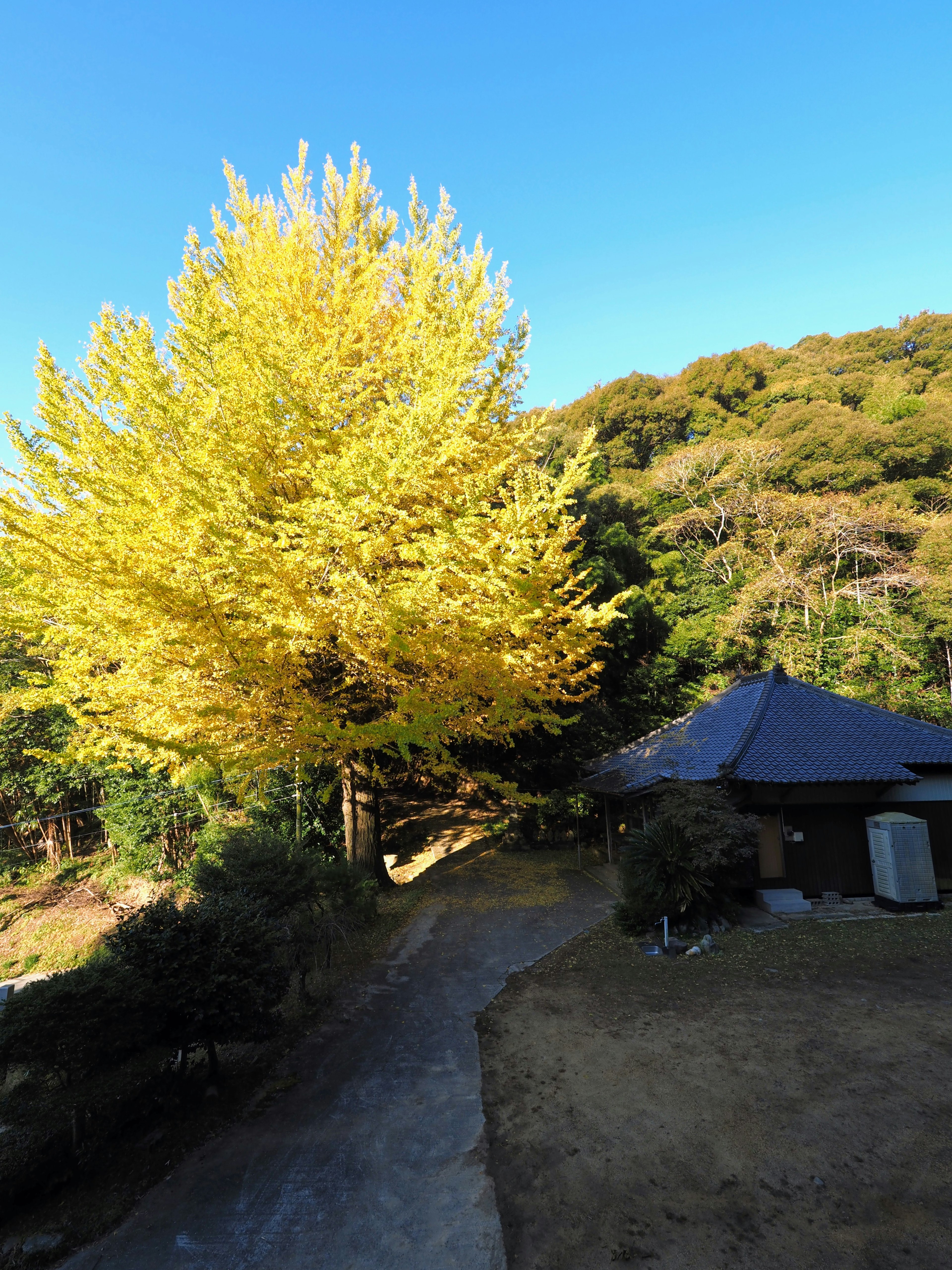 Un árbol de ginkgo amarillo vibrante junto a un camino y una casa tradicional