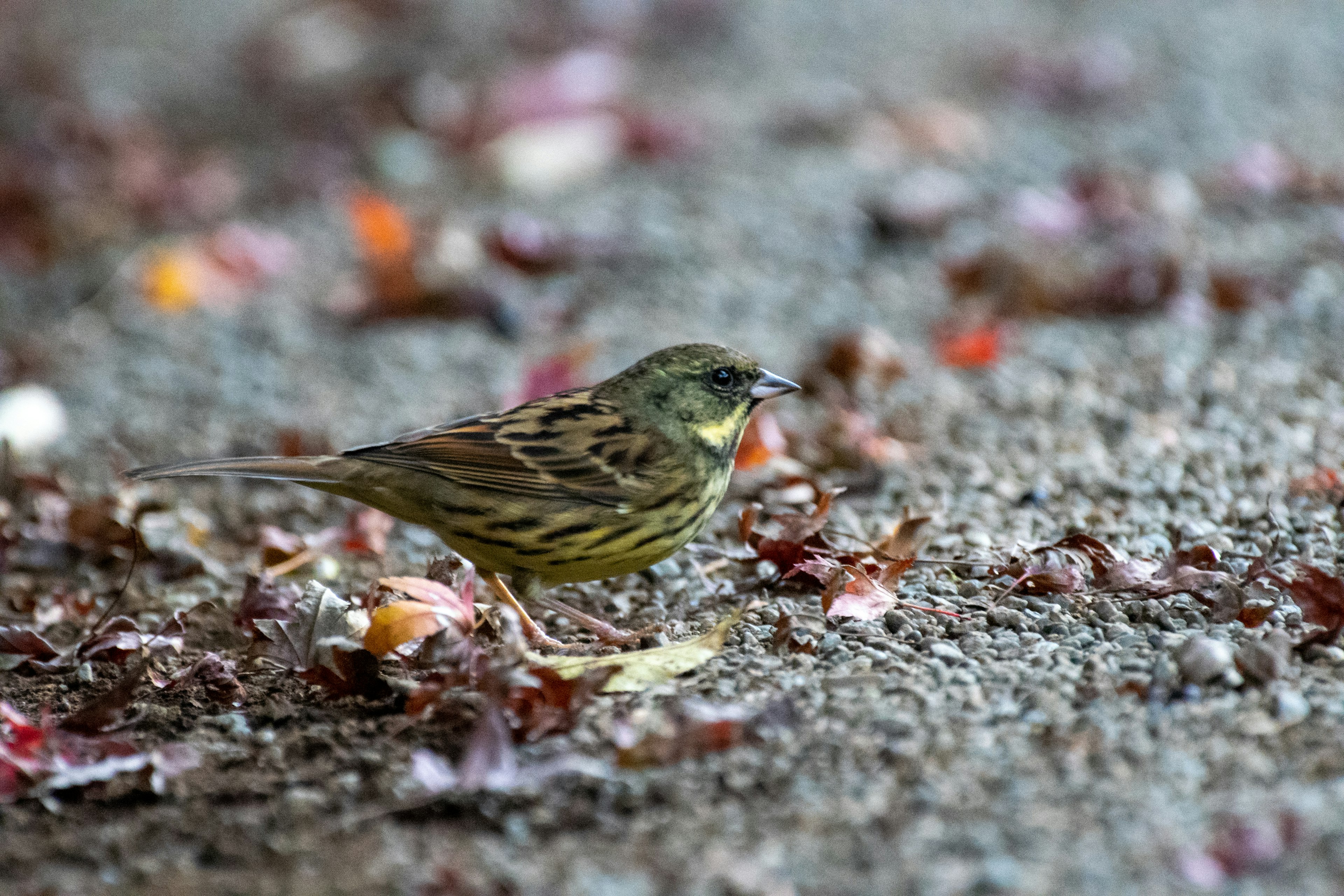 Un piccolo uccello che cammina tra le foglie cadute sul terreno