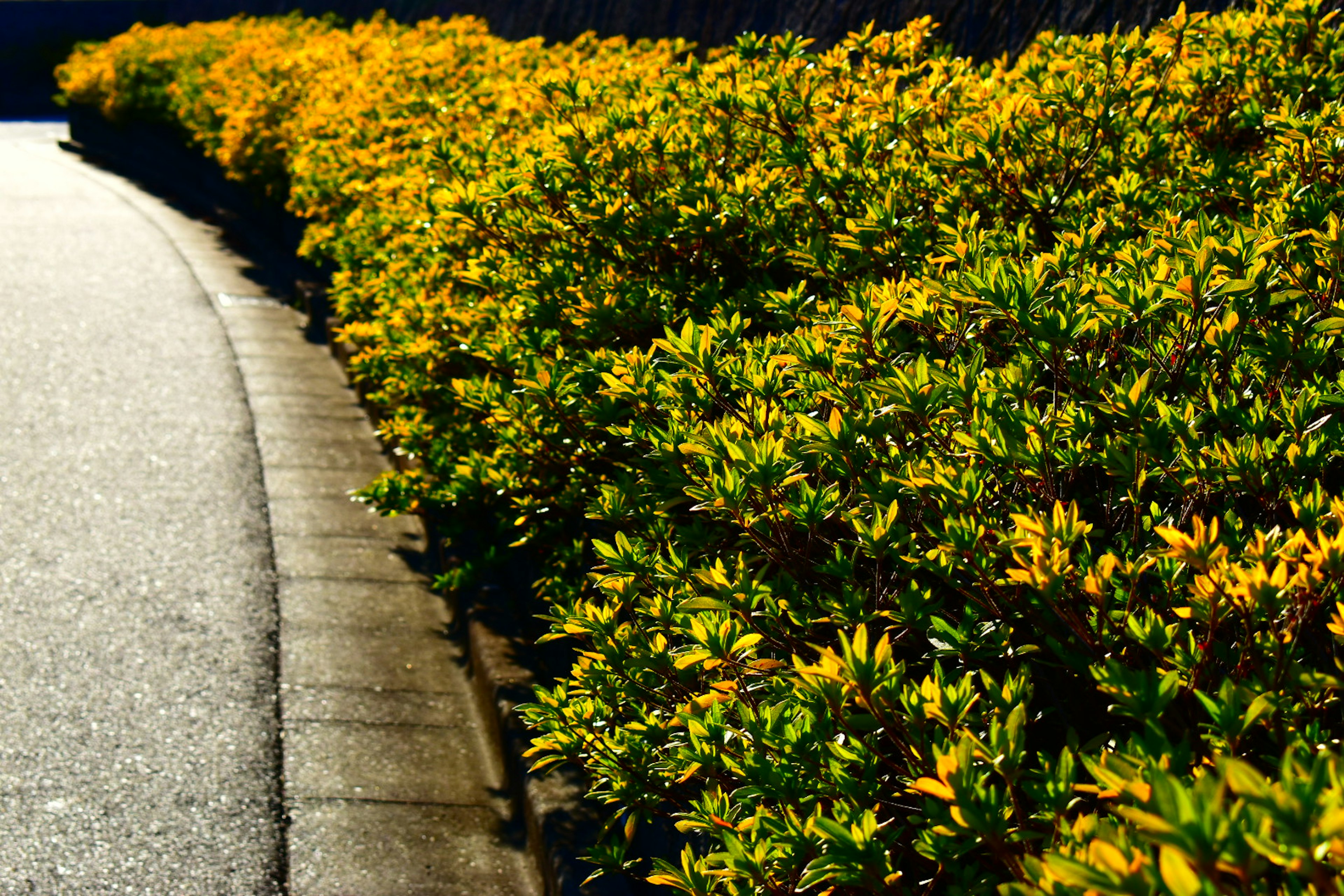 Un paisaje con un seto bajo de flores amarillas y una acera curva