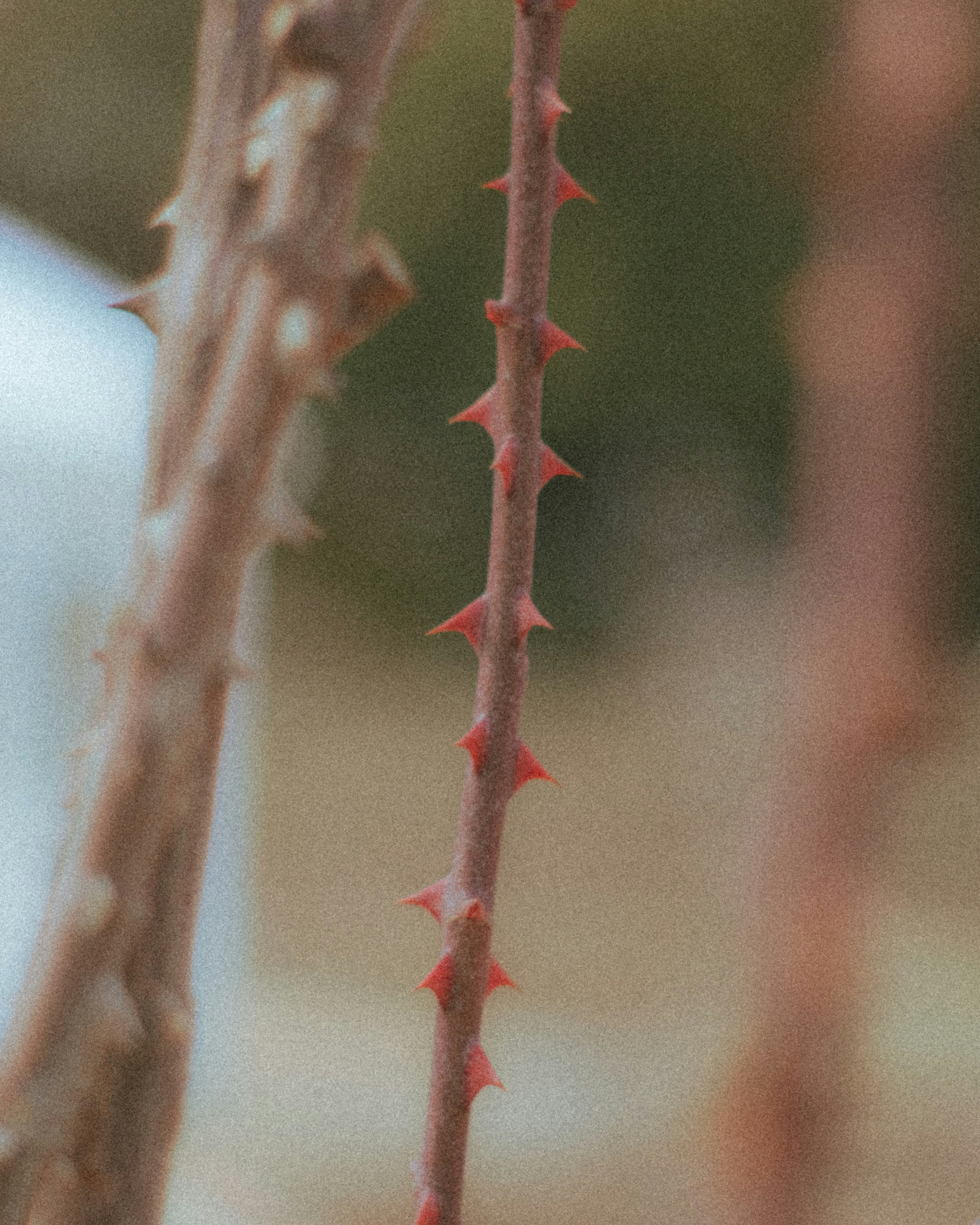 Close-up of a brown stem with red thorns