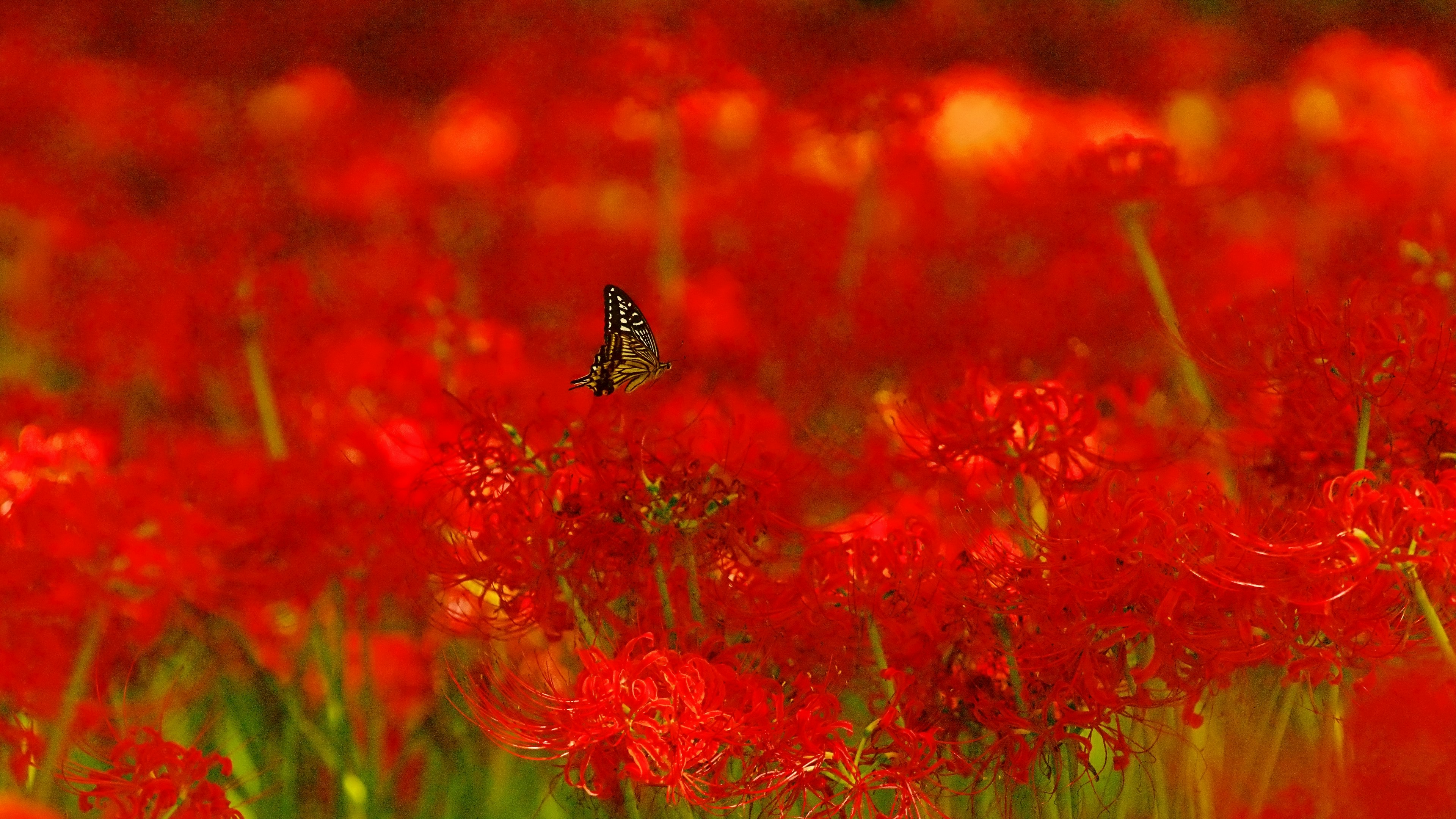 Seekor kupu-kupu kecil terbang di antara ladang bunga spider lily merah