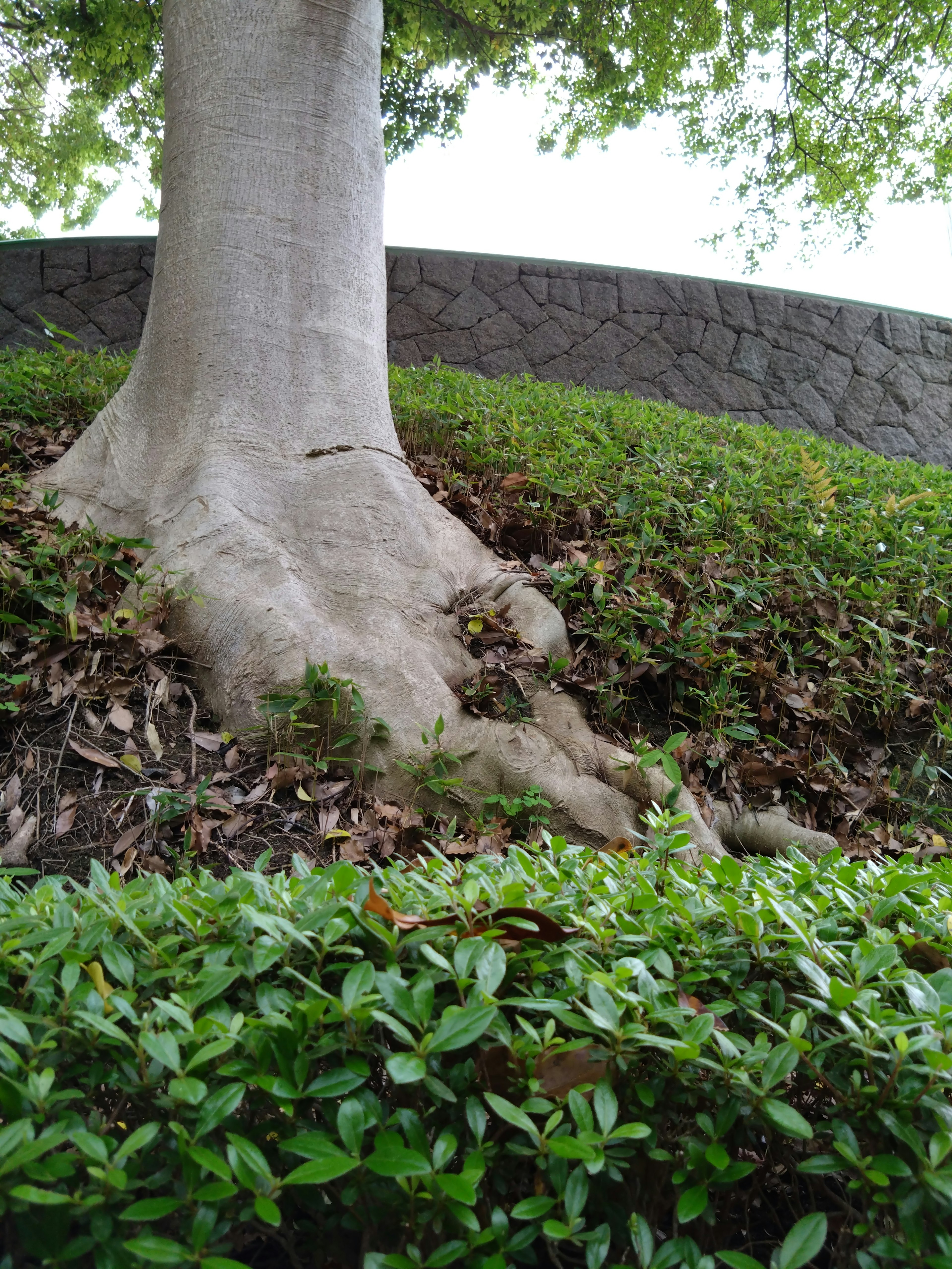 Base de un gran árbol con raíces expuestas y arbustos verdes