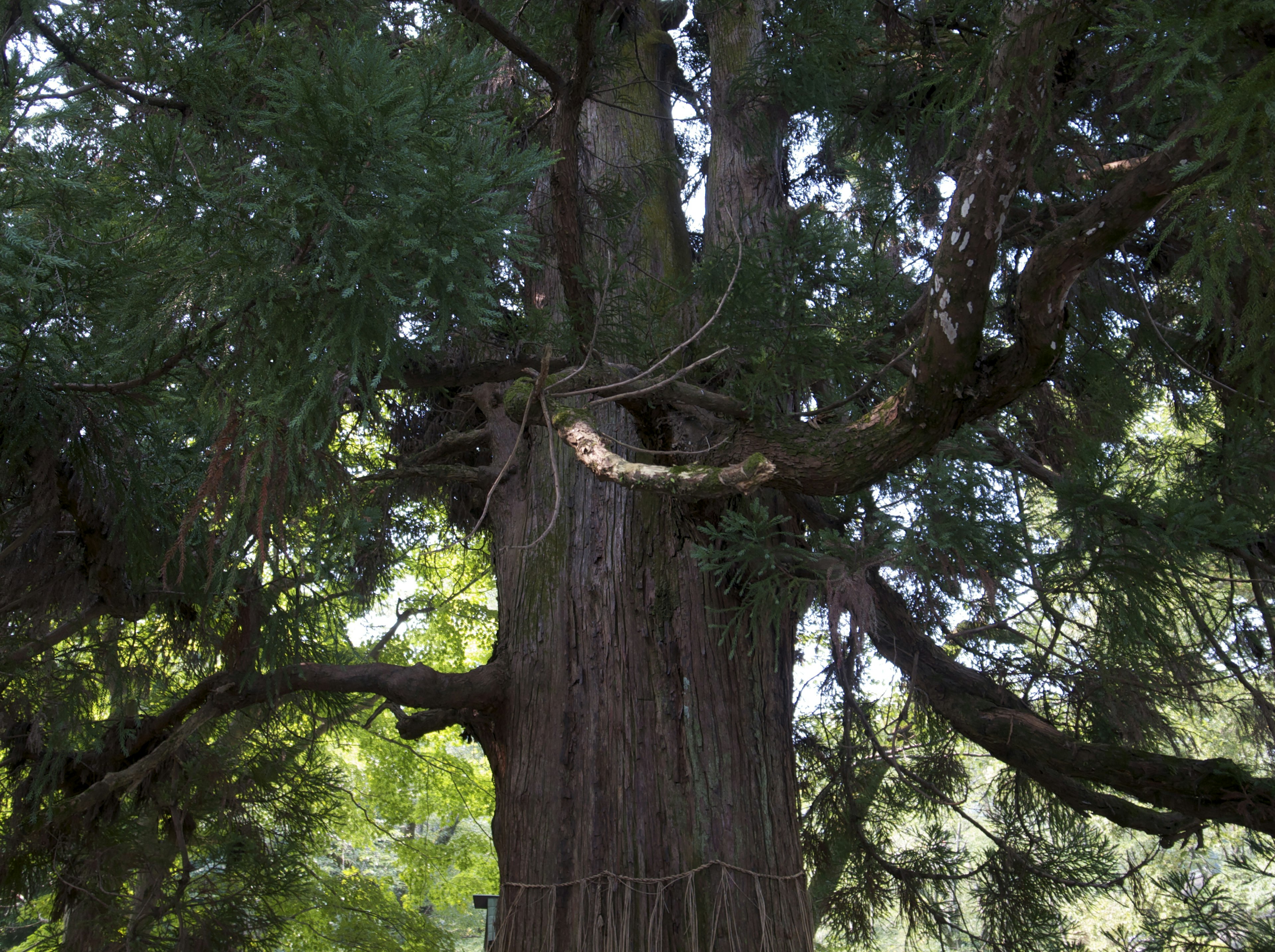 Tronc d'arbre large avec des branches s'étendant dans un cadre verdoyant