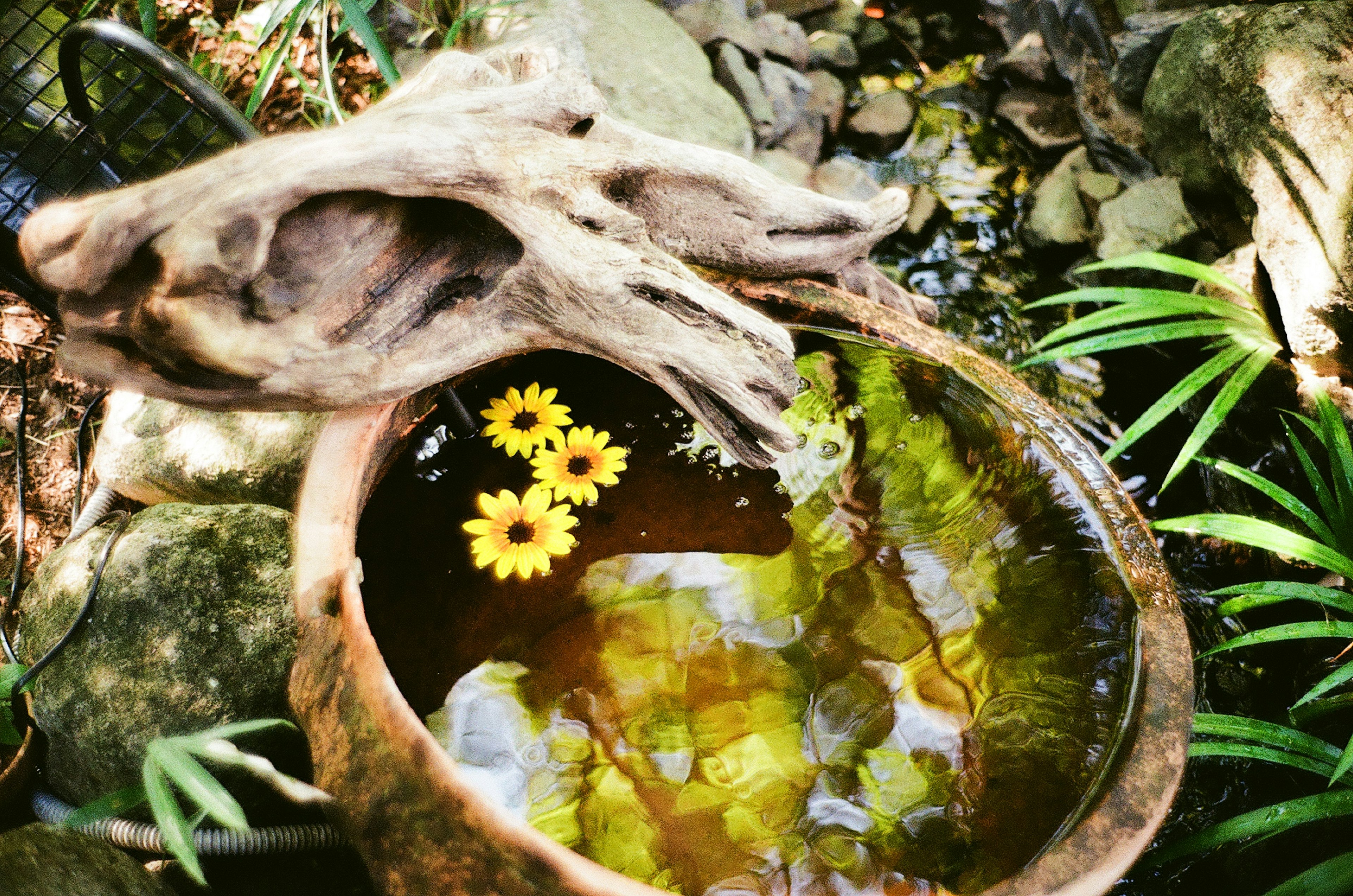 Pot tanah liat dengan bunga kuning mengapung dan pantulan di air dikelilingi tanaman hijau