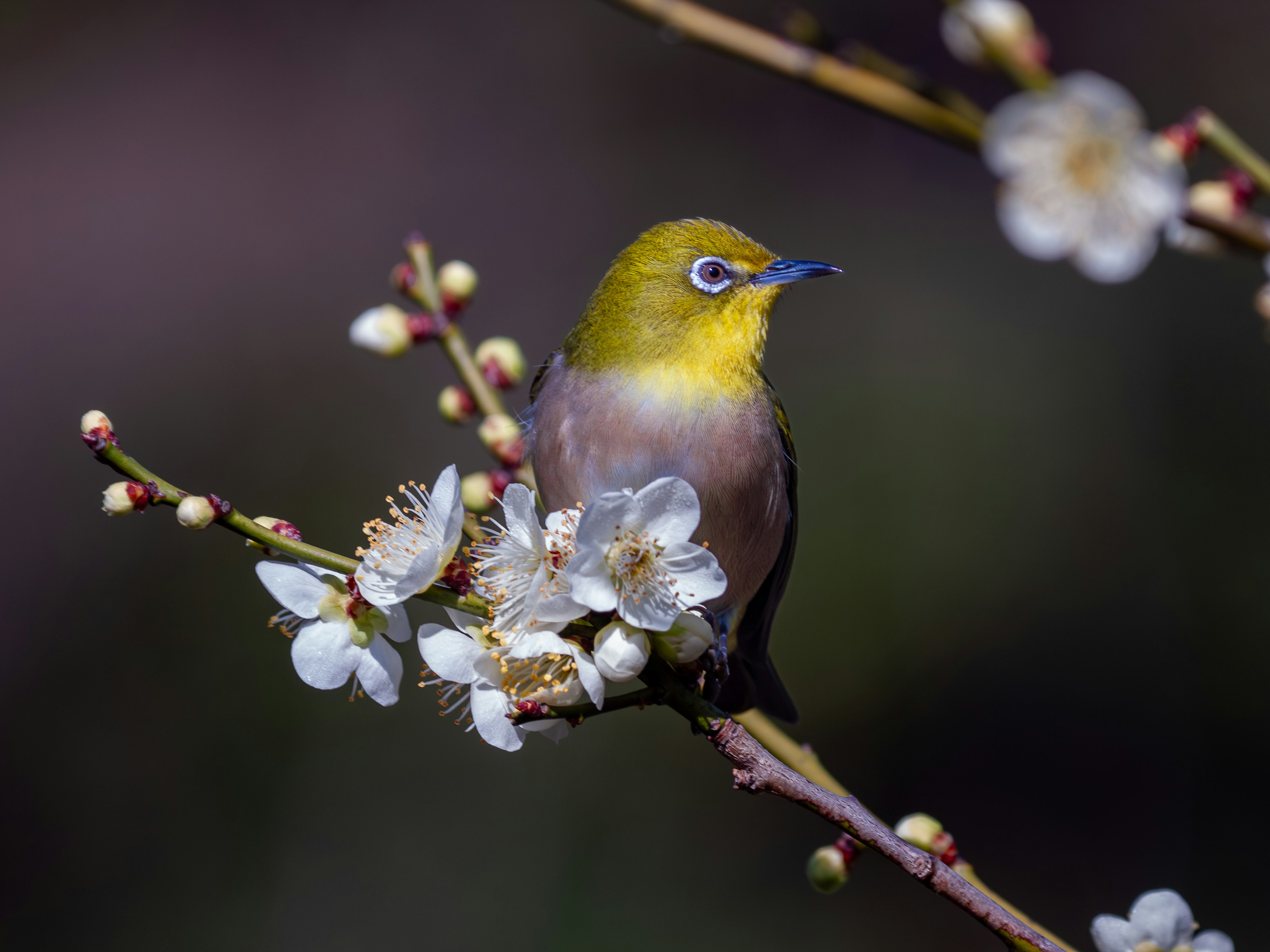 A small bird with a yellow head perched on a branch of white flowers