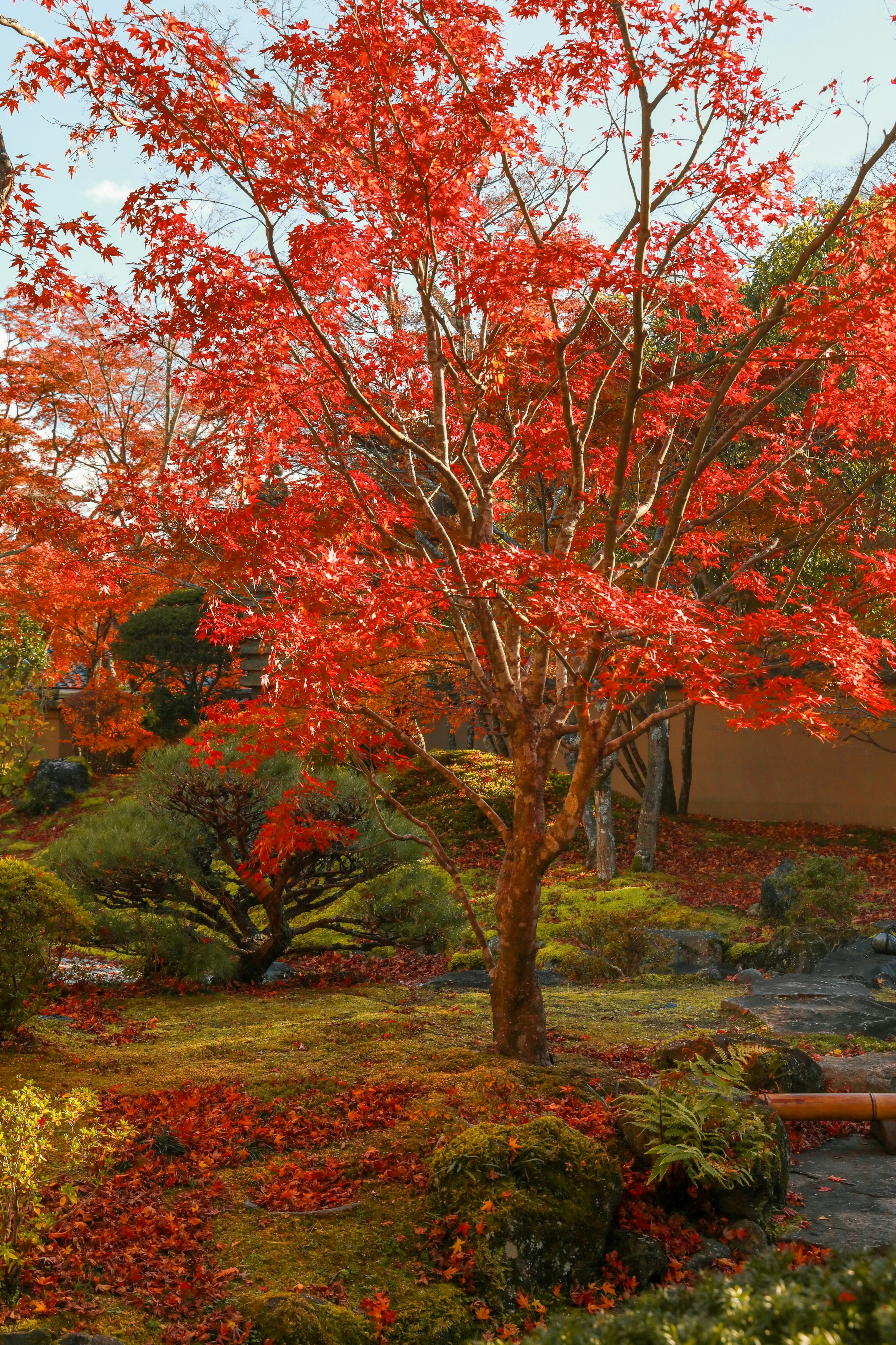 Sebuah pohon maple merah yang indah berdiri di taman yang tenang