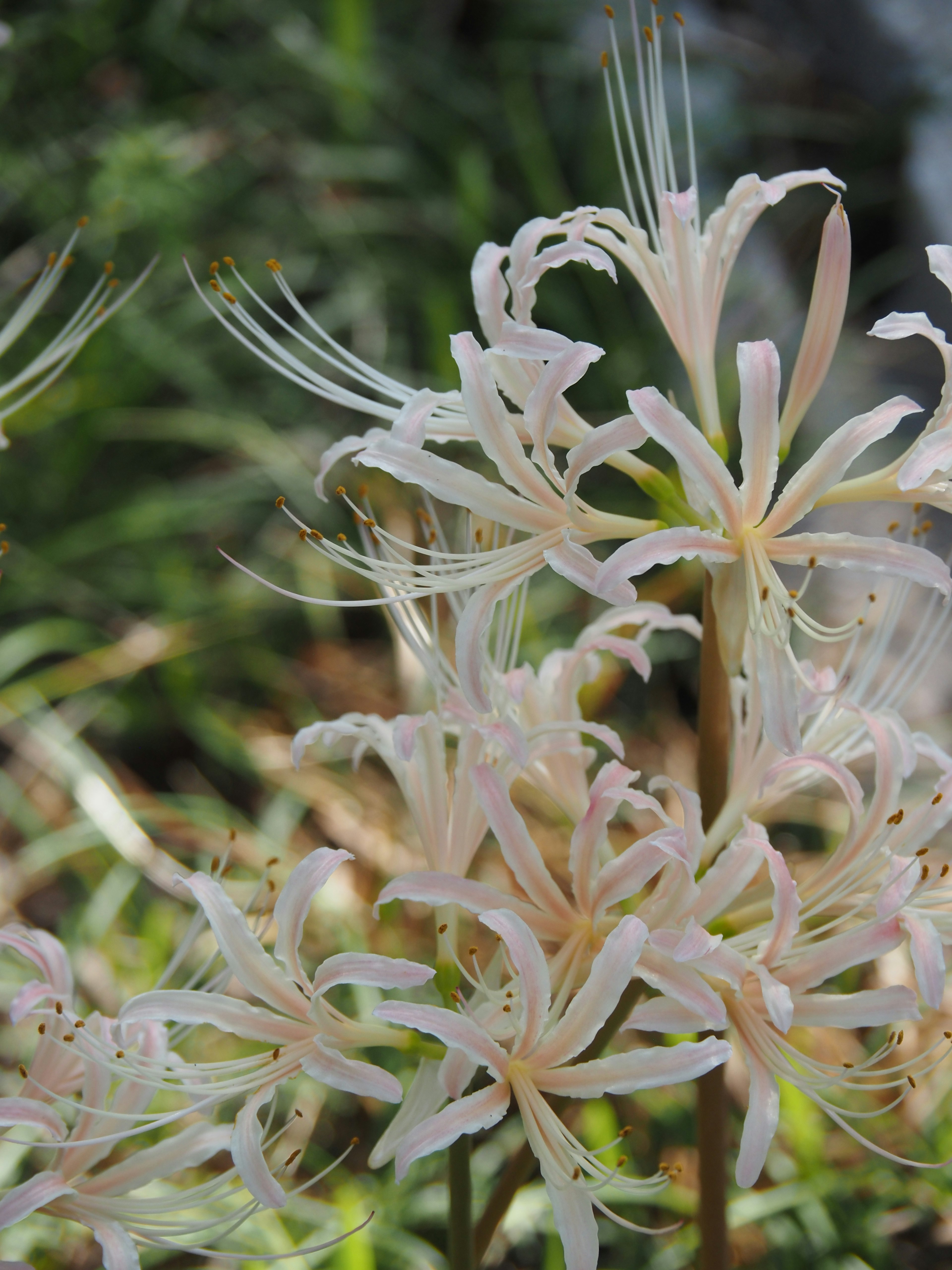 Primo piano di fiori bianchi delicati con petali allungati su uno sfondo verde