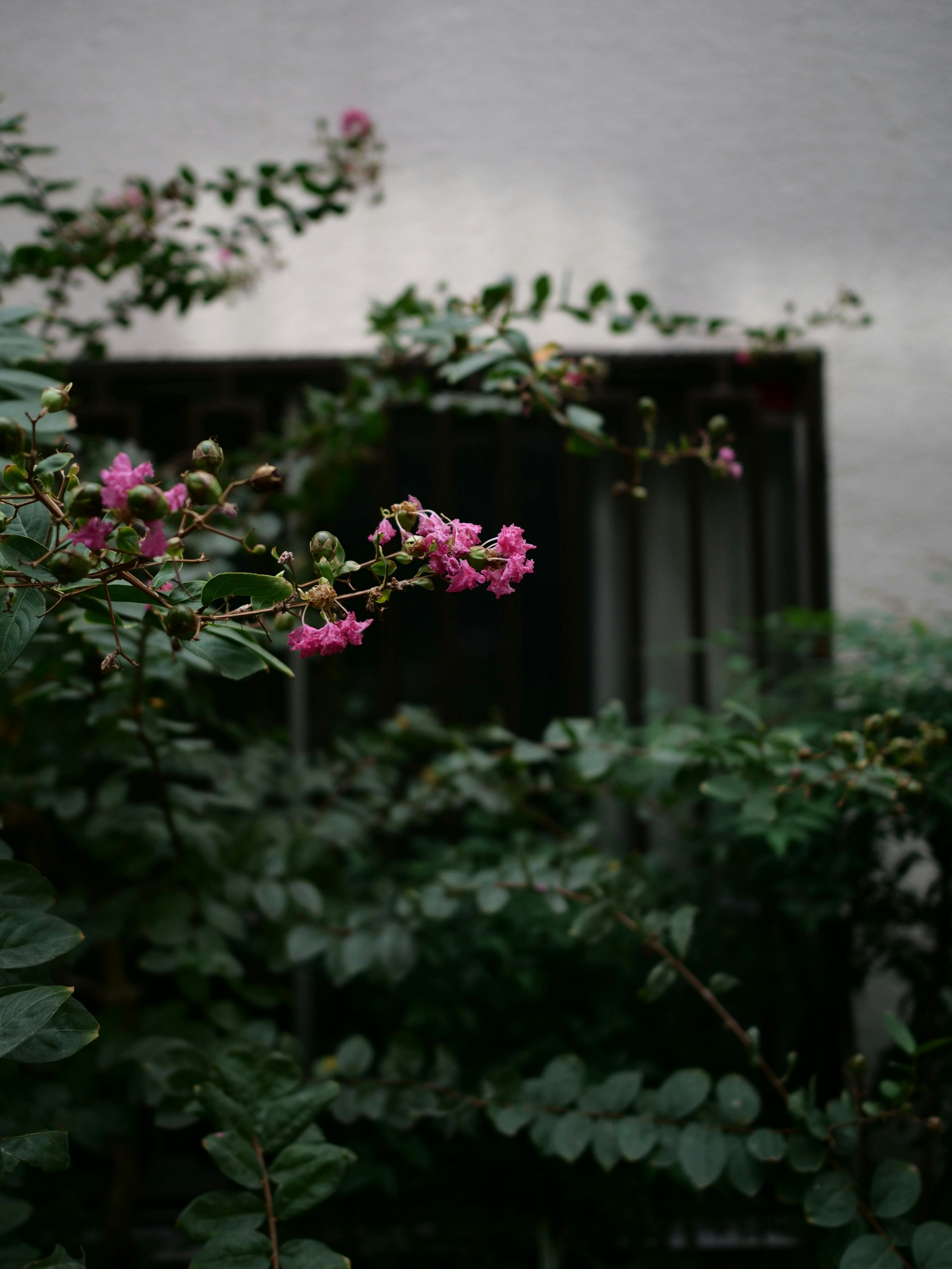 薄暗い背景にピンクの花が咲く緑の植物と壁