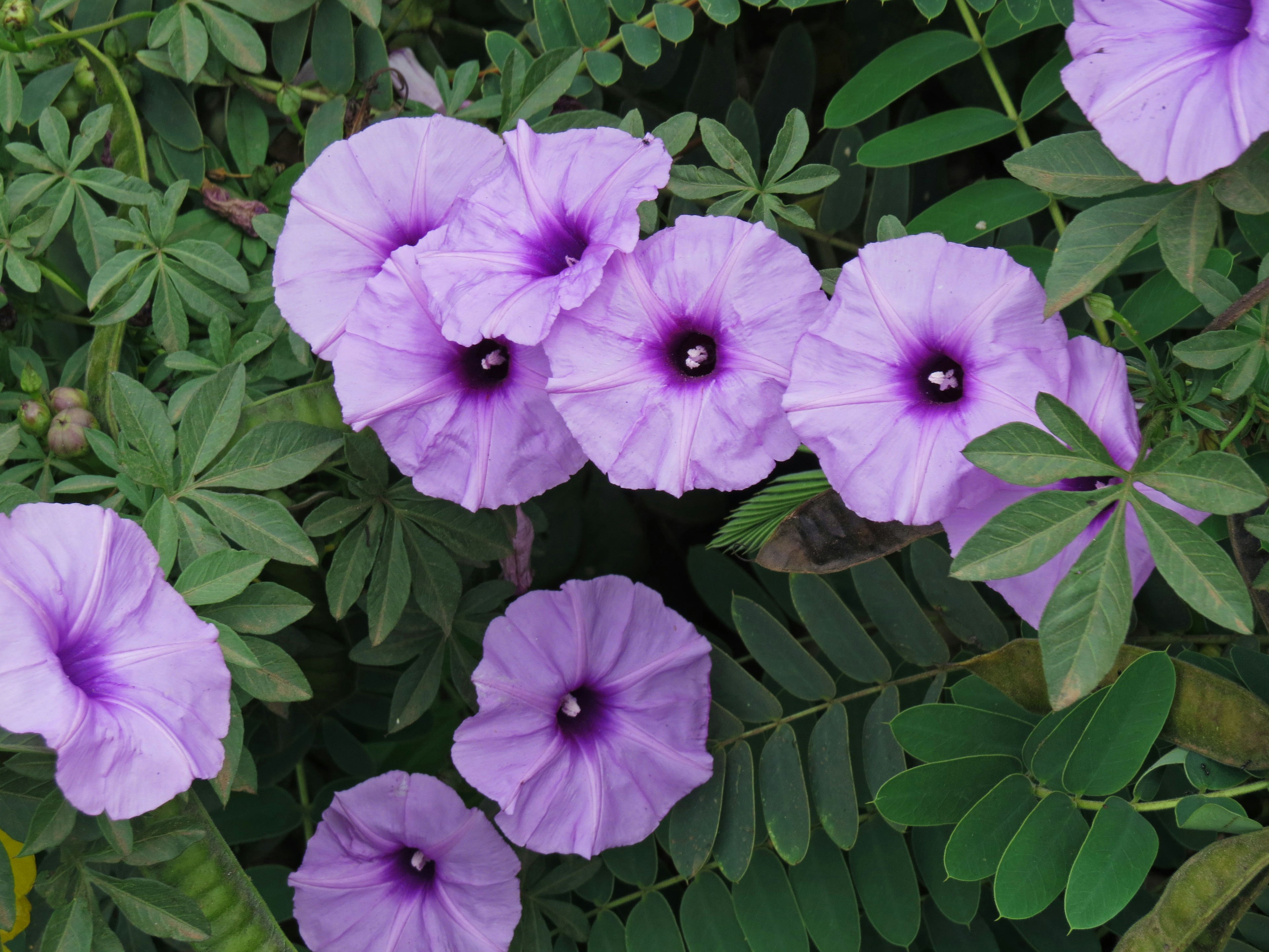 Hermosa escena de flores moradas rodeadas de hojas verdes