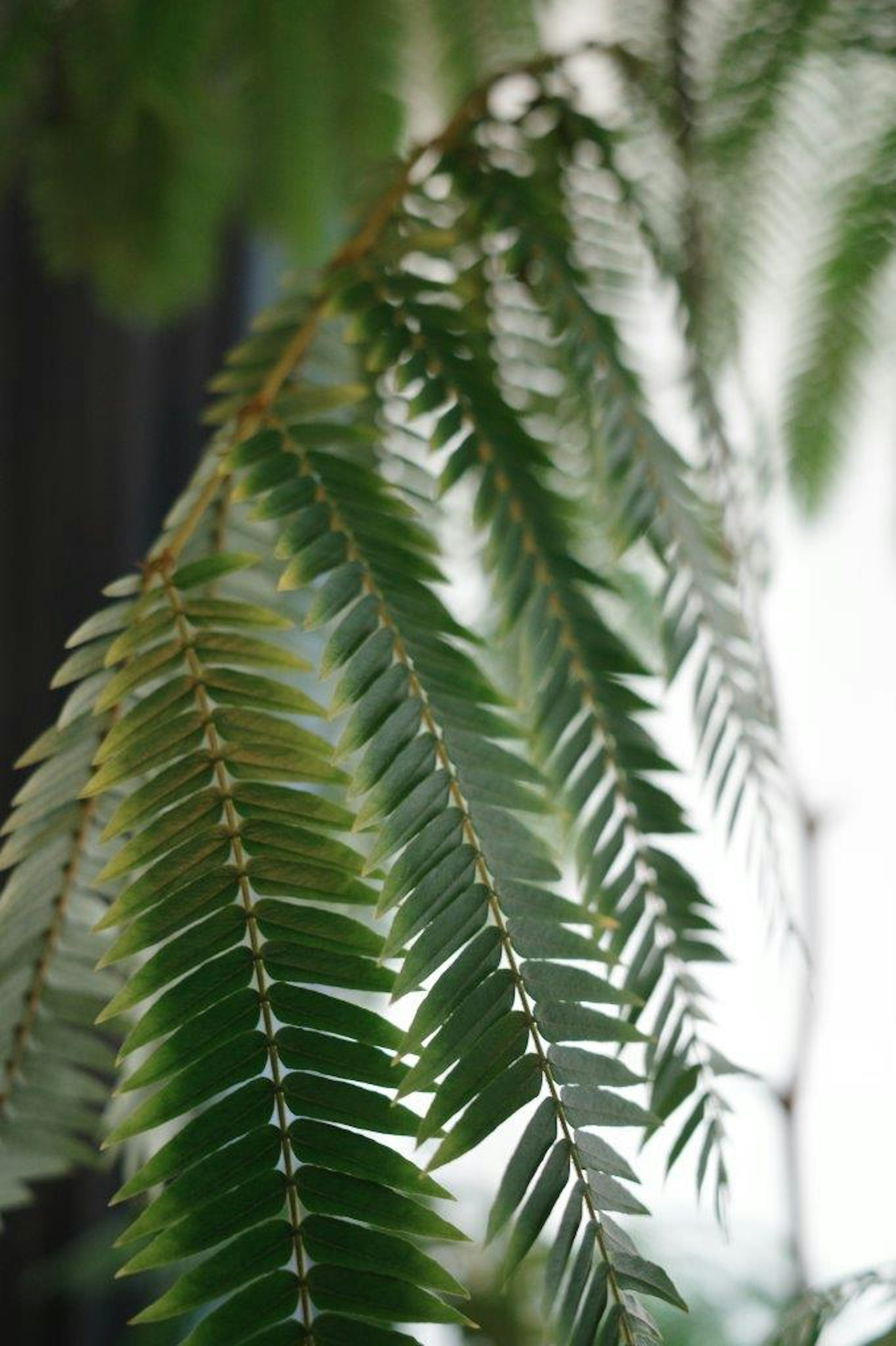 Close-up of lush green leaves on a plant