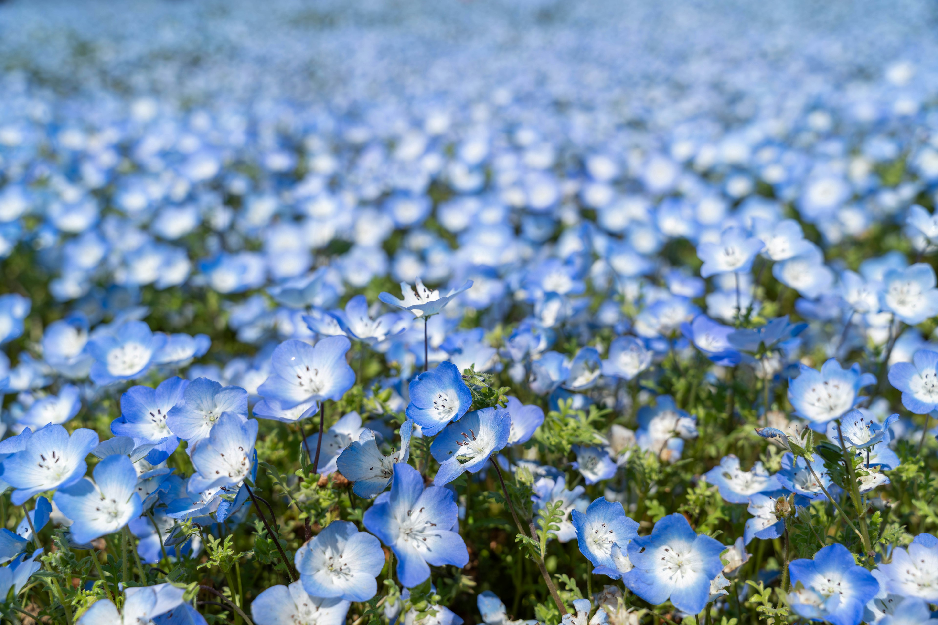 Hermoso paisaje de flores azules en flor