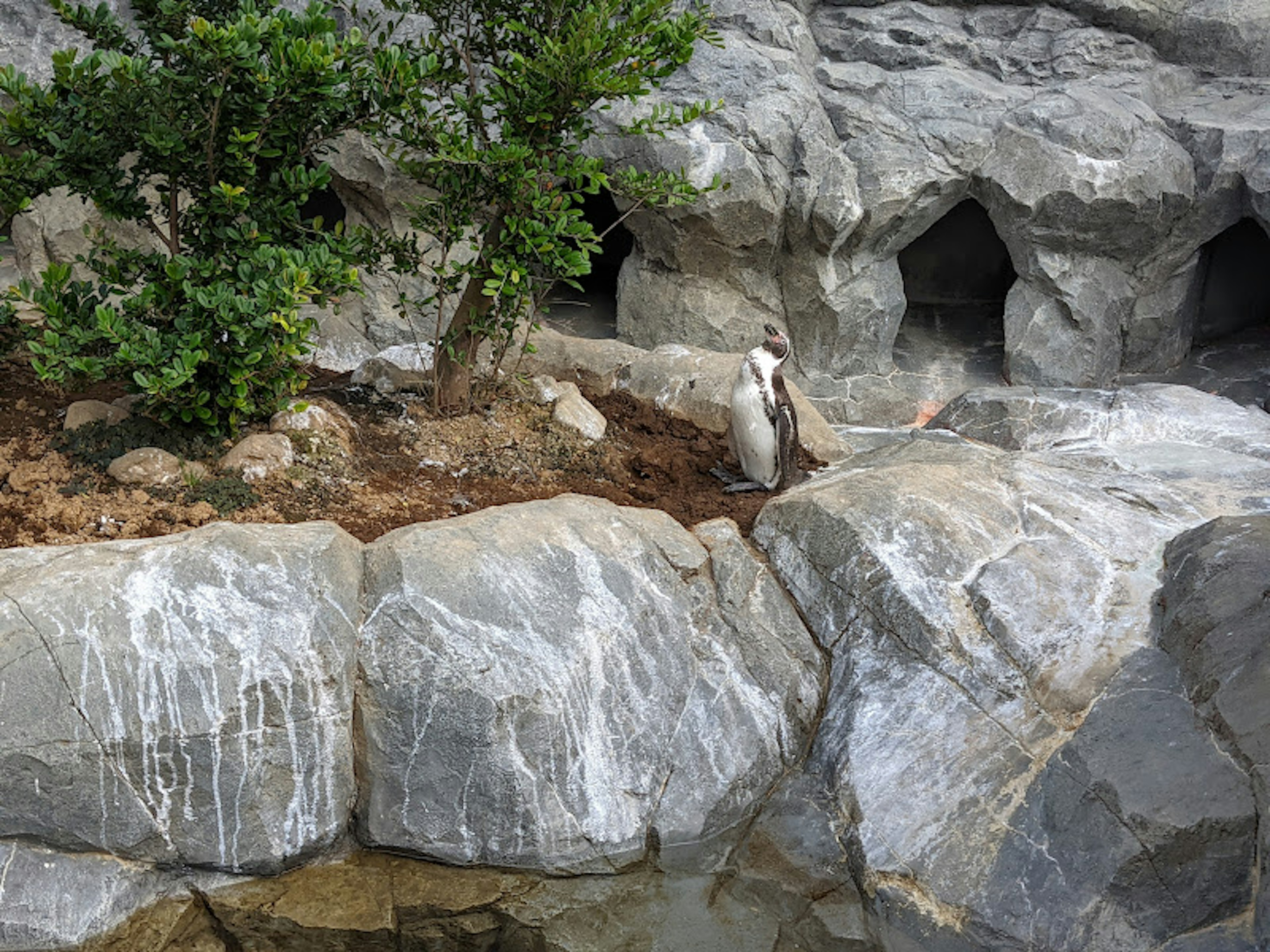 Penguin standing on rocky terrain near burrows and greenery