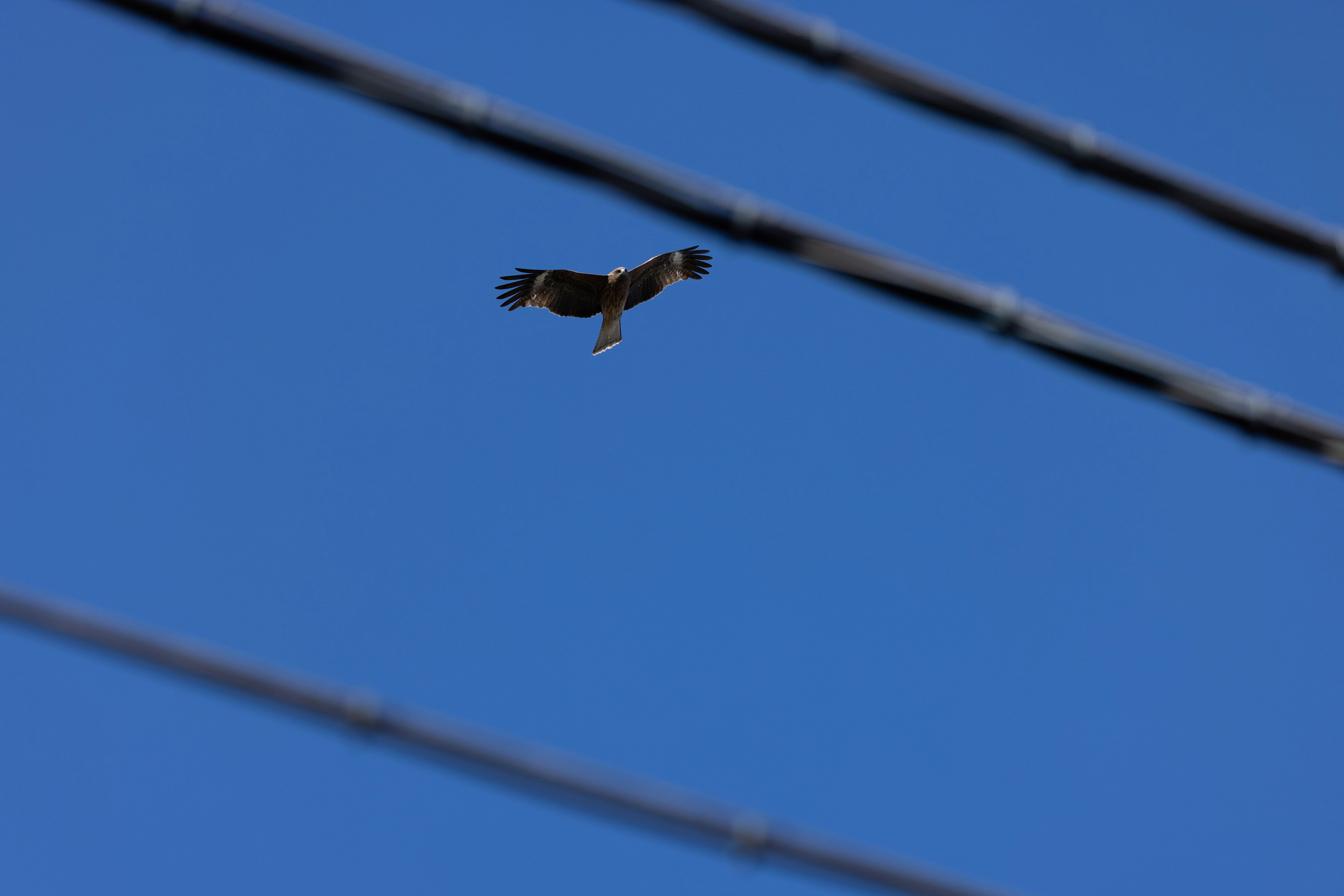 Faucon volant contre un ciel bleu avec des lignes électriques